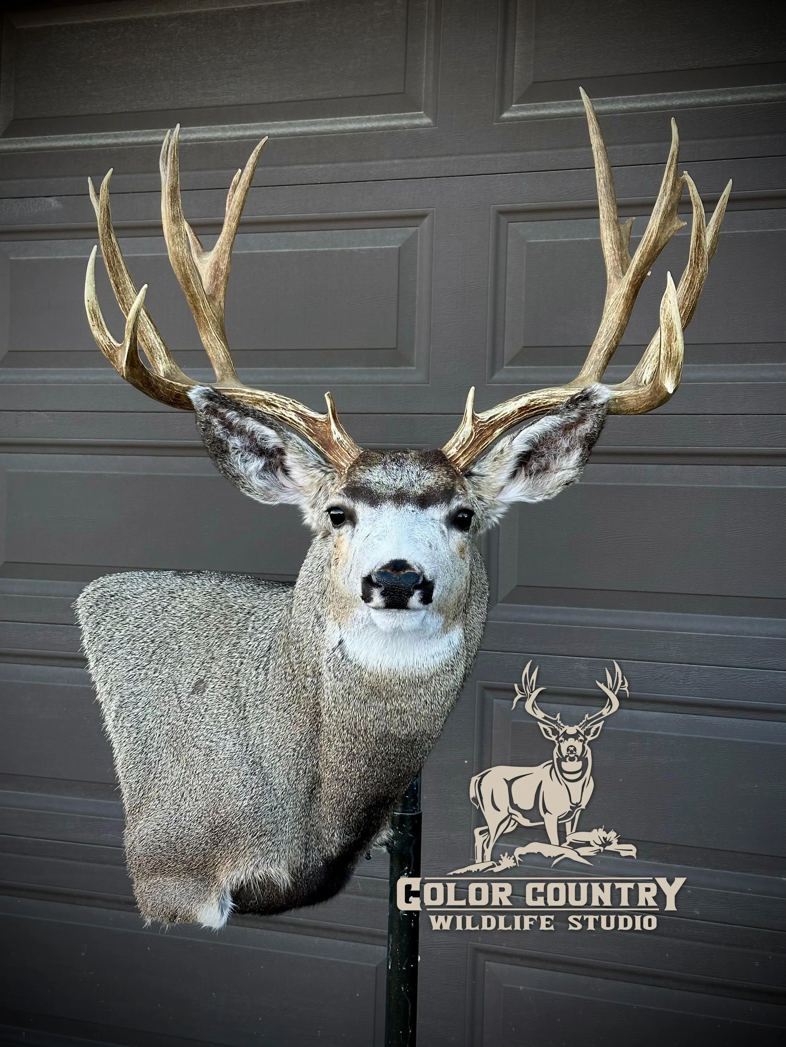 How about we post a new big buck everyday this week.. why you ask? Because we can! Been fortunate to work on some dandy&rsquo;s for the last few weeks. Thanks to our great customers. The big ones are fun but the biggest ones are the ones paired with 
