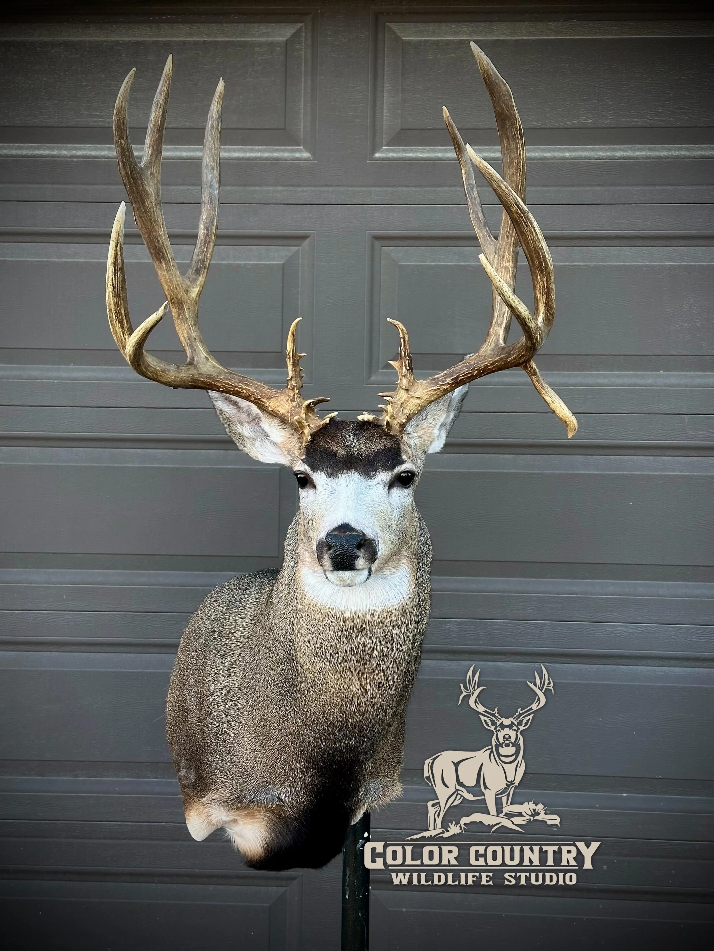 Tall Tuesday buck 😳 have a great day everyone!