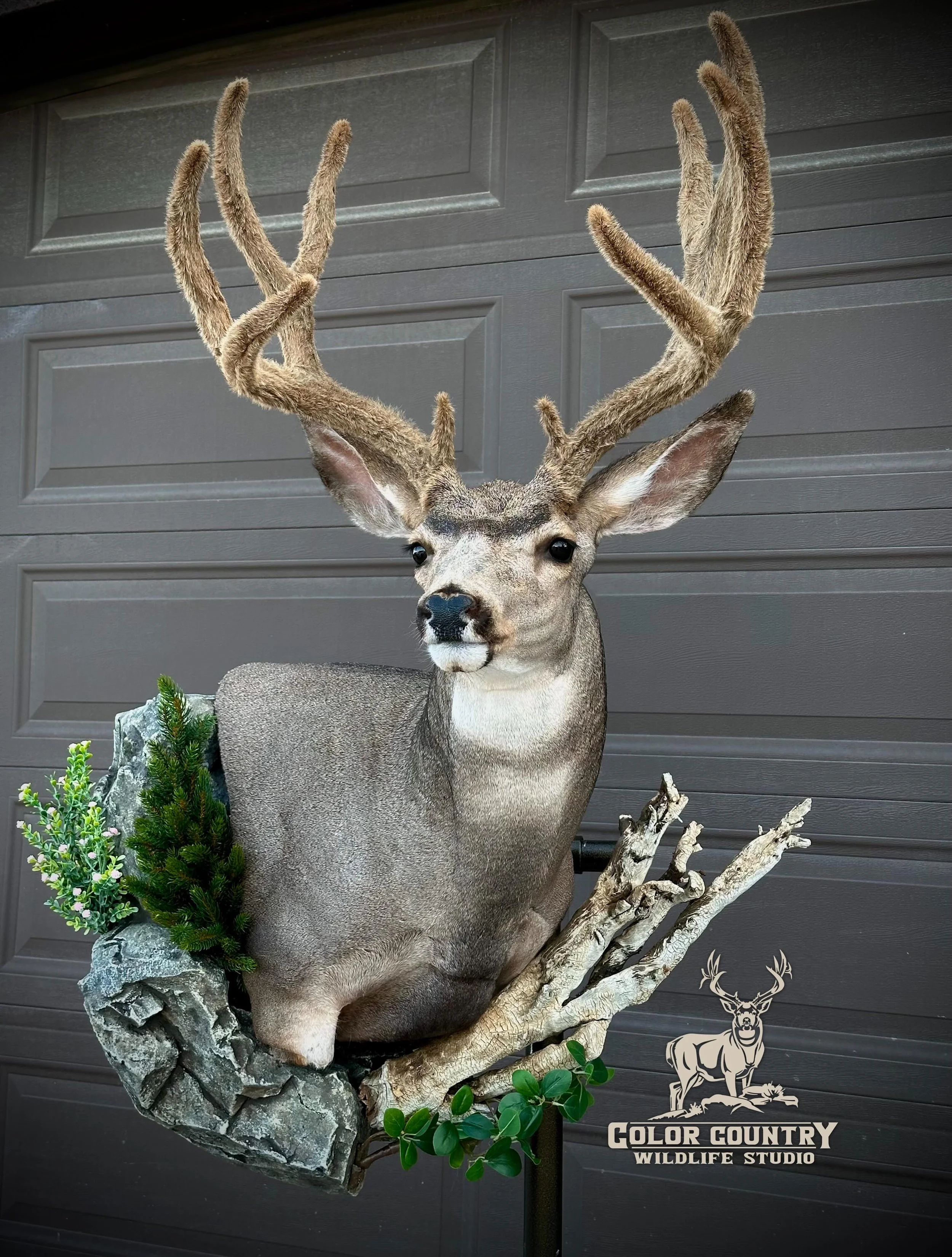 Some velvet bucks we just recently finished up. For @blairarchery6 and for @brycejsulser23 thanks guys