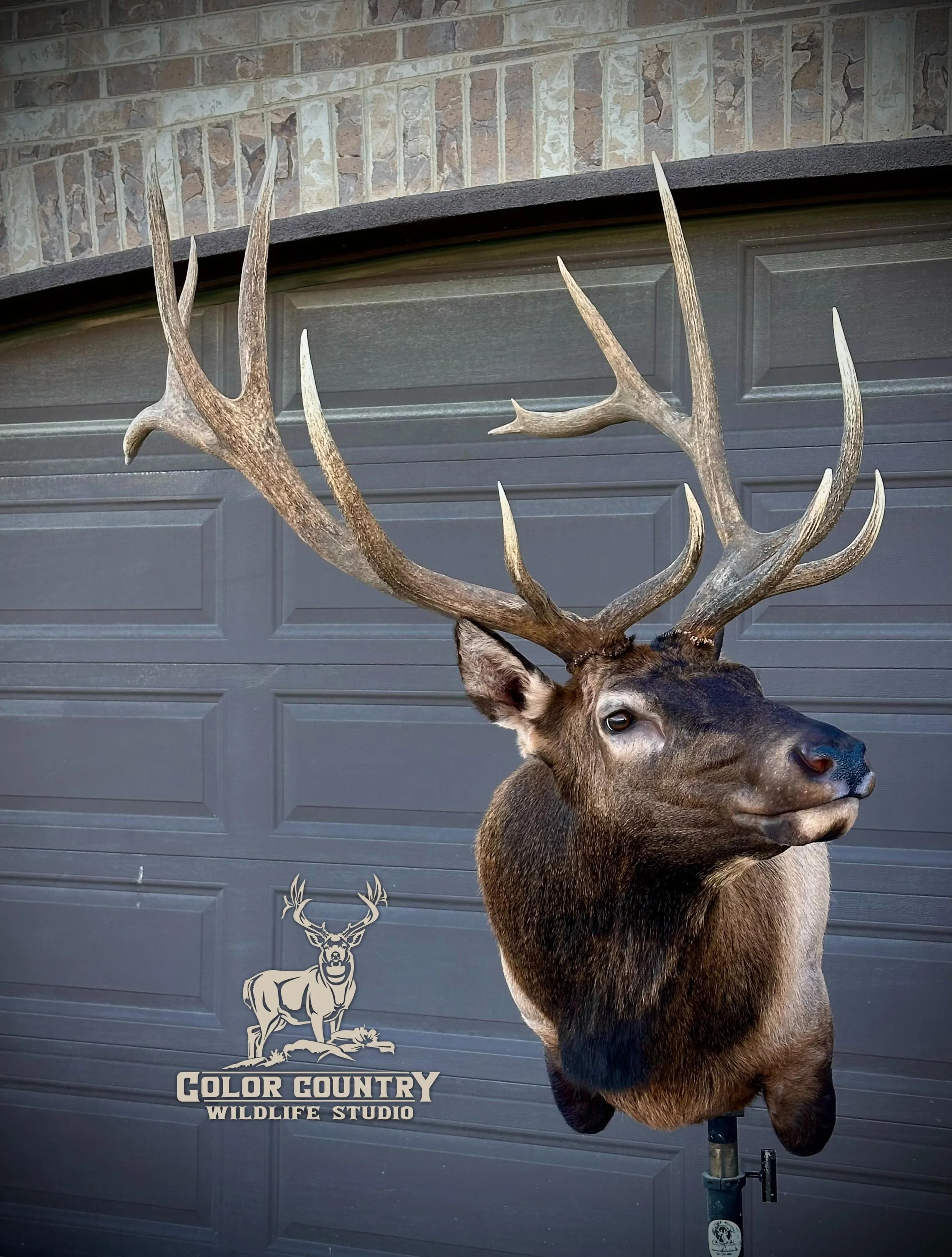Big old double sword bull recently mounted up for Dave!