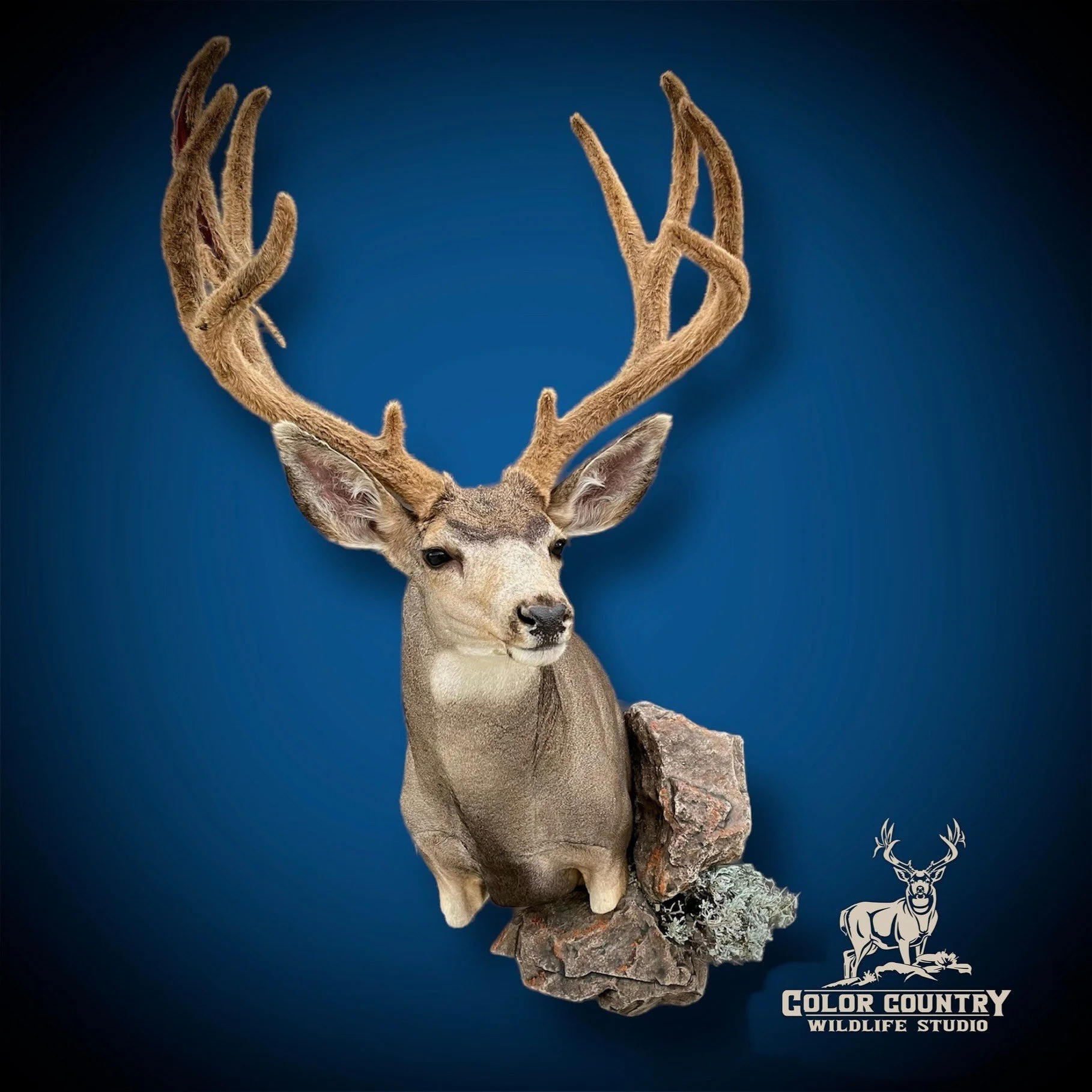 eZy Watermark_17-08-2023_07-34-43-1850PM.jpeg