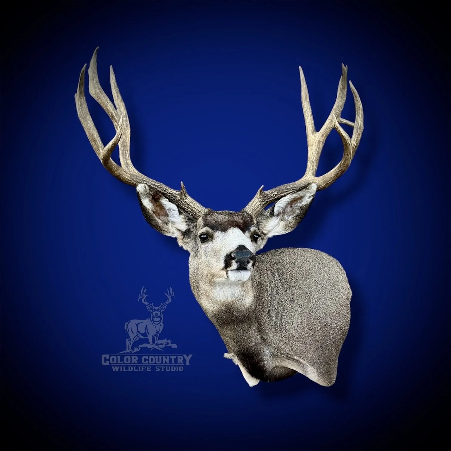 eZy Watermark_20-01-2026_09-40-27-9080PM.JPG