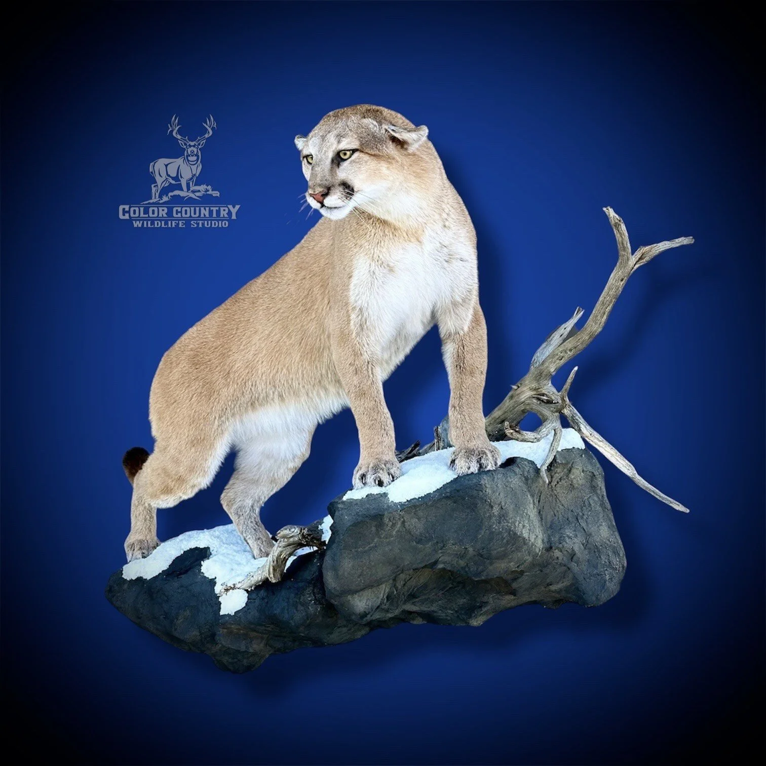 eZy Watermark_08-02-2026_02-17-40-0920PM.jpeg