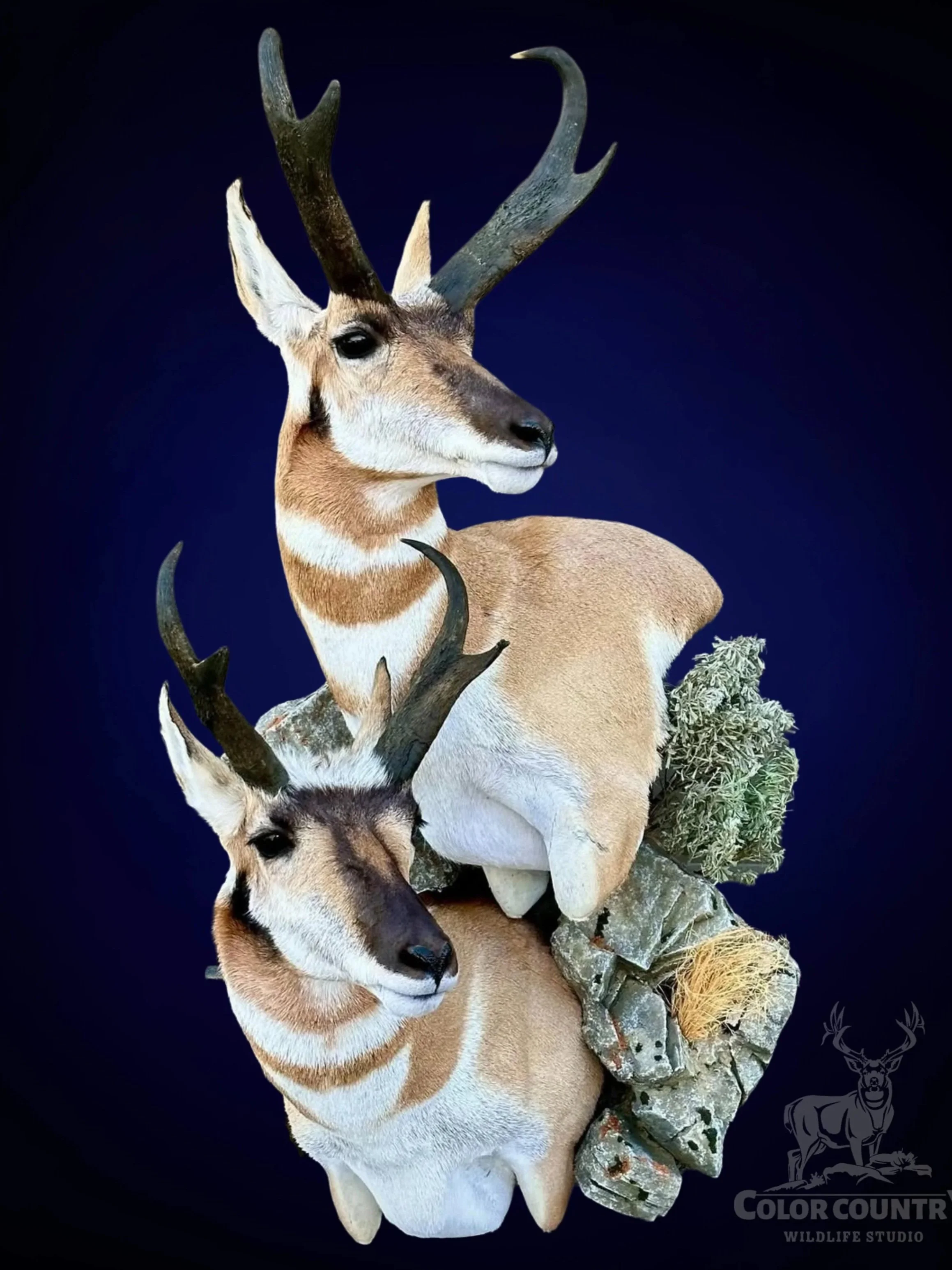 Shoulder and Wall Pedestal Mounts