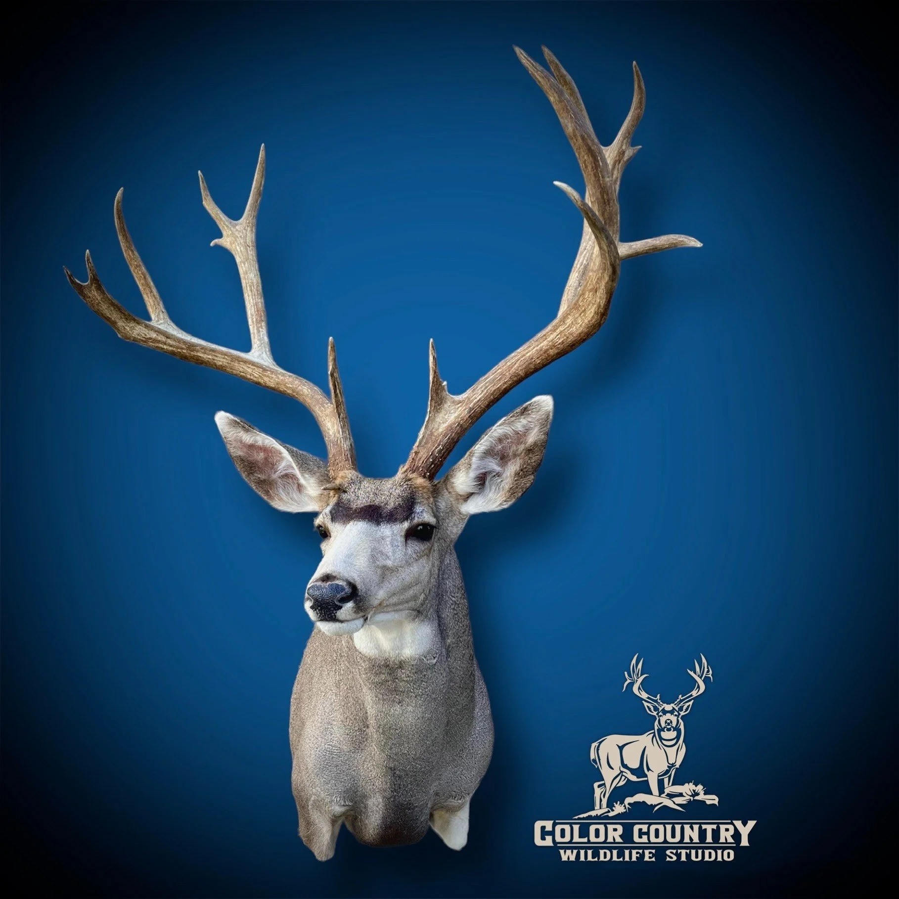 eZy Watermark_30-05-2023_04-54-08-5690PM.jpeg