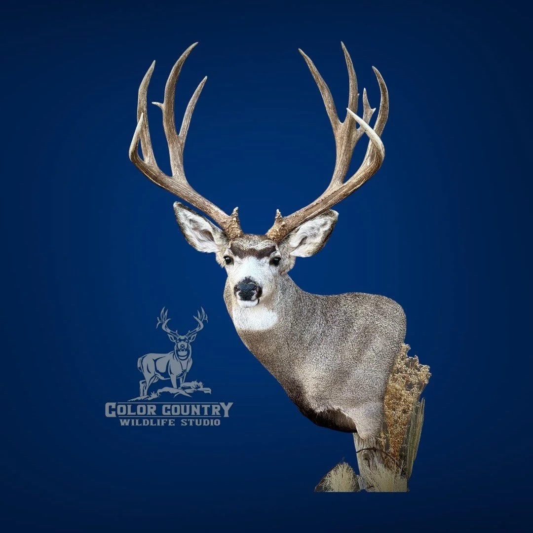 eZy Watermark_08-02-2026_01-59-25-9330PM.jpeg