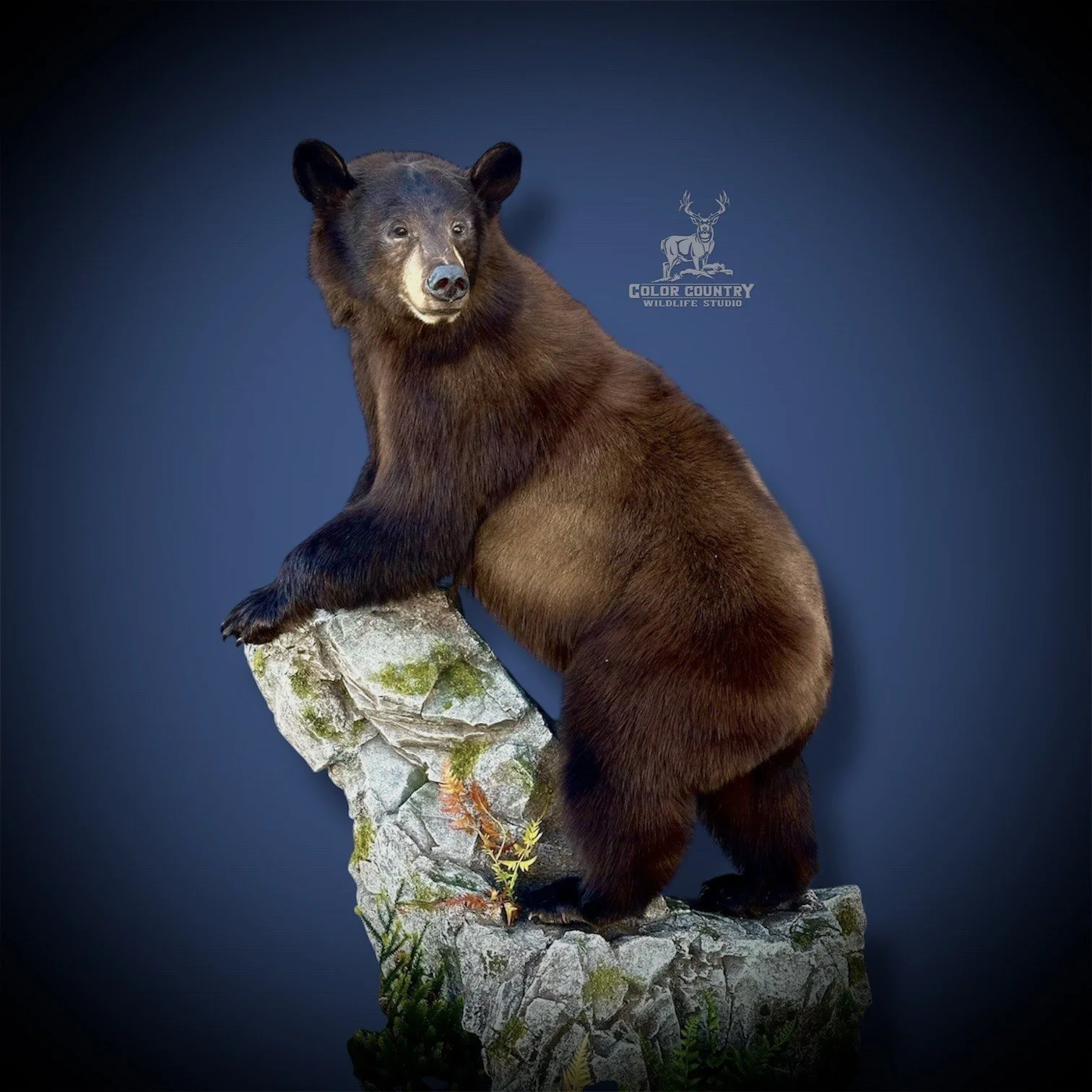 eZy Watermark_08-02-2026_02-58-09-3000PM.jpeg