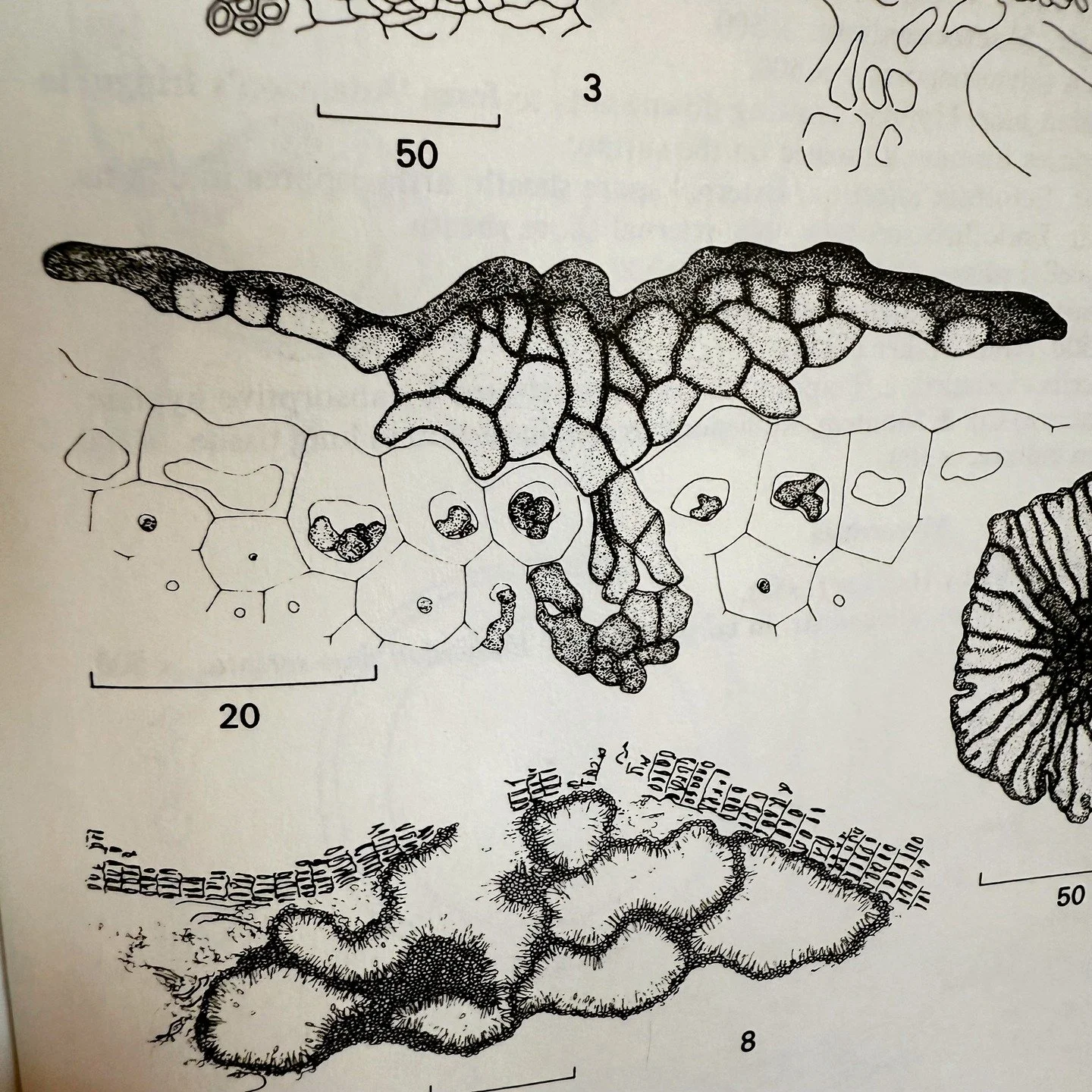 Ainsworth &amp; Bisby's Dictionary of the Fungi by D. L. Hawksworth, B. C. Sutton and G.C. Ainsworth (Commonwealth Mycological Institute, 1983, Seventh Edition).

Now in its 10th edition, this one has the best jacket in our opinion. 
For serious myco