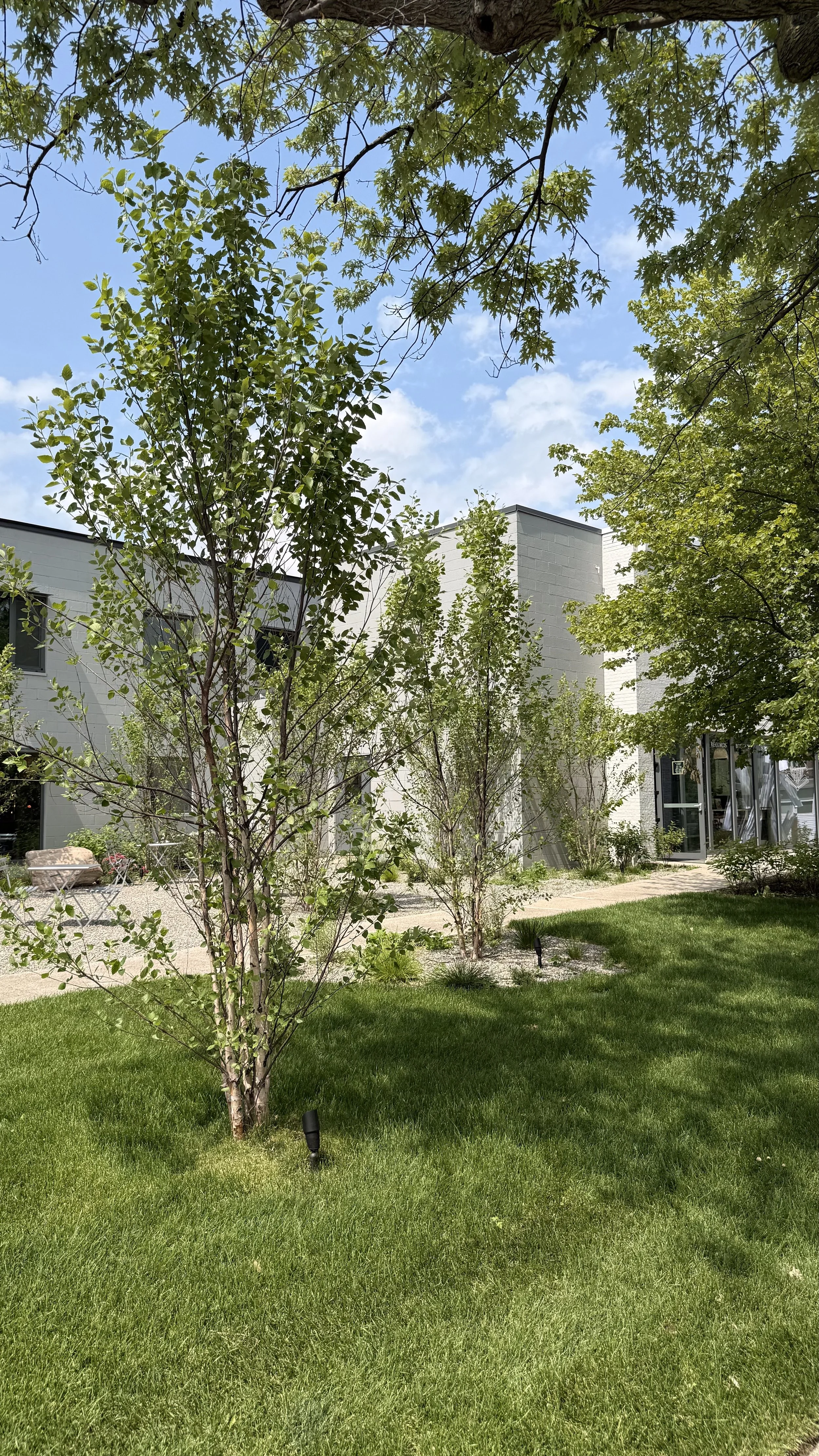 A landscaped outdoor area with young trees, green grass, a pathway, and a modern white building in the background under a partly cloudy sky.