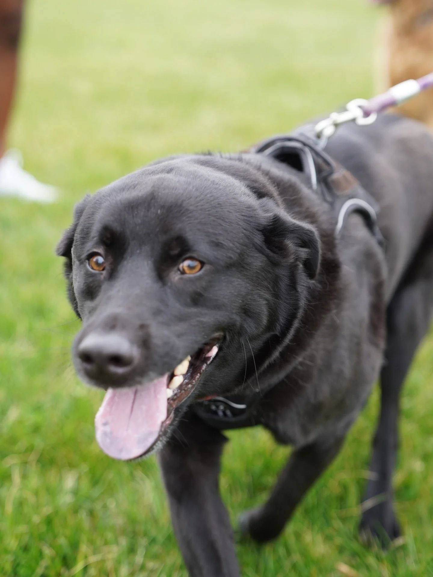 Even the pups know this is a cause worth running (or walking) for! These dogs who laced up for the 5k last year are all smiles for a great cause🐾 Register for the 5k today at the link in our bio!