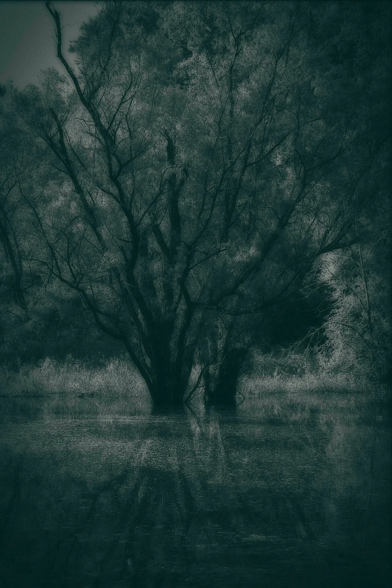 DSCF6351.jpg