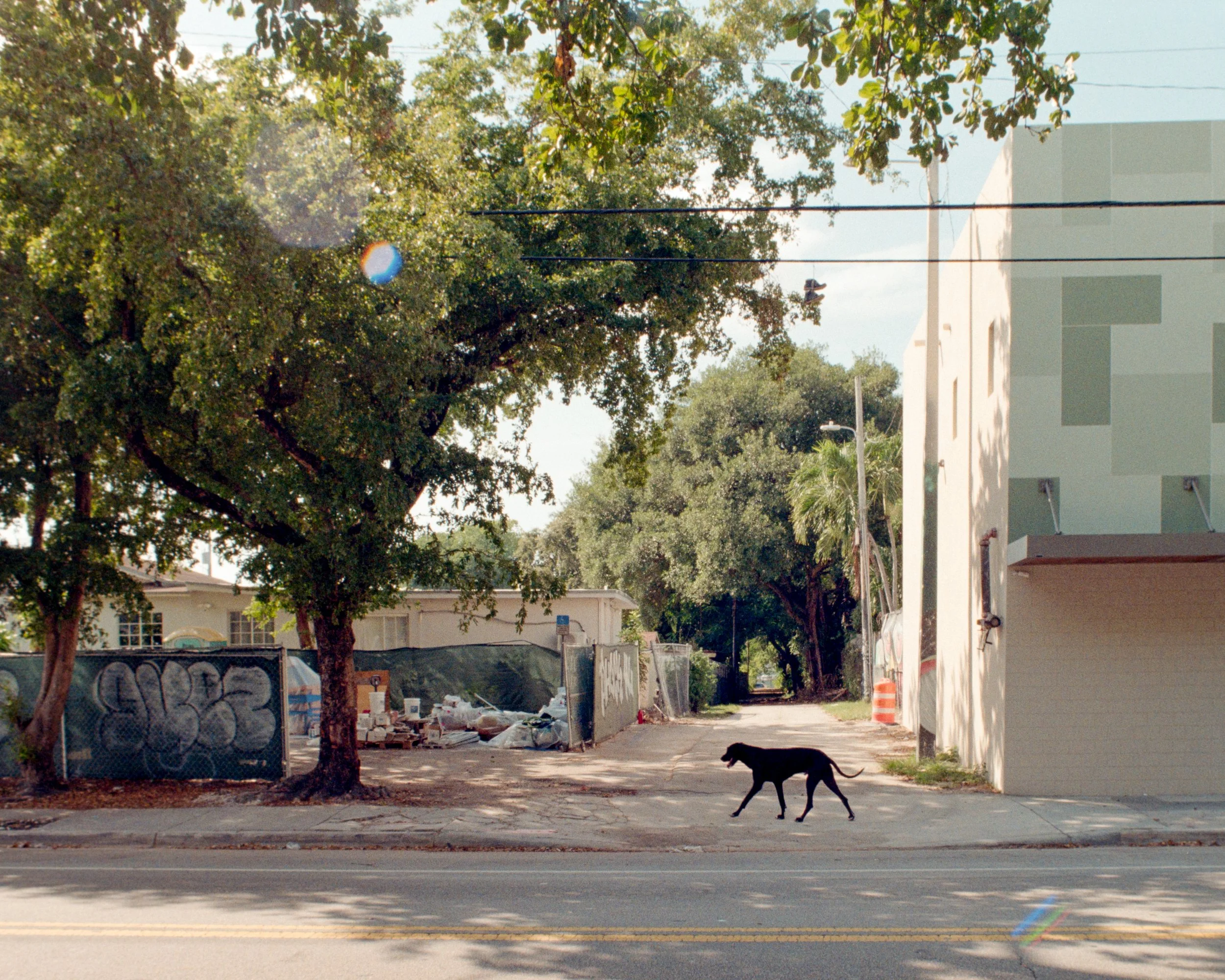 A black dog walking on the sidewalk in front of a white building with a garage door, with trees and a fenced area containing construction materials in the background.
