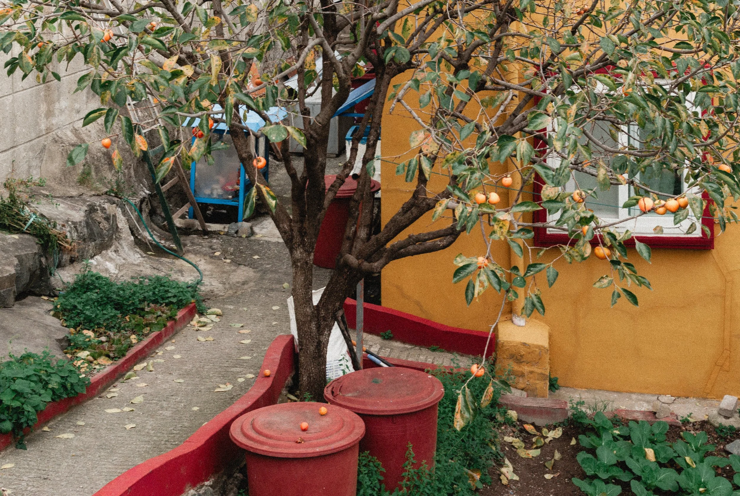 Orange tree with ripe oranges in a garden near a yellow building with a red window frame. Two red planters with lids are in the foreground, and a small pathway bordered by a raised red curb is visible.