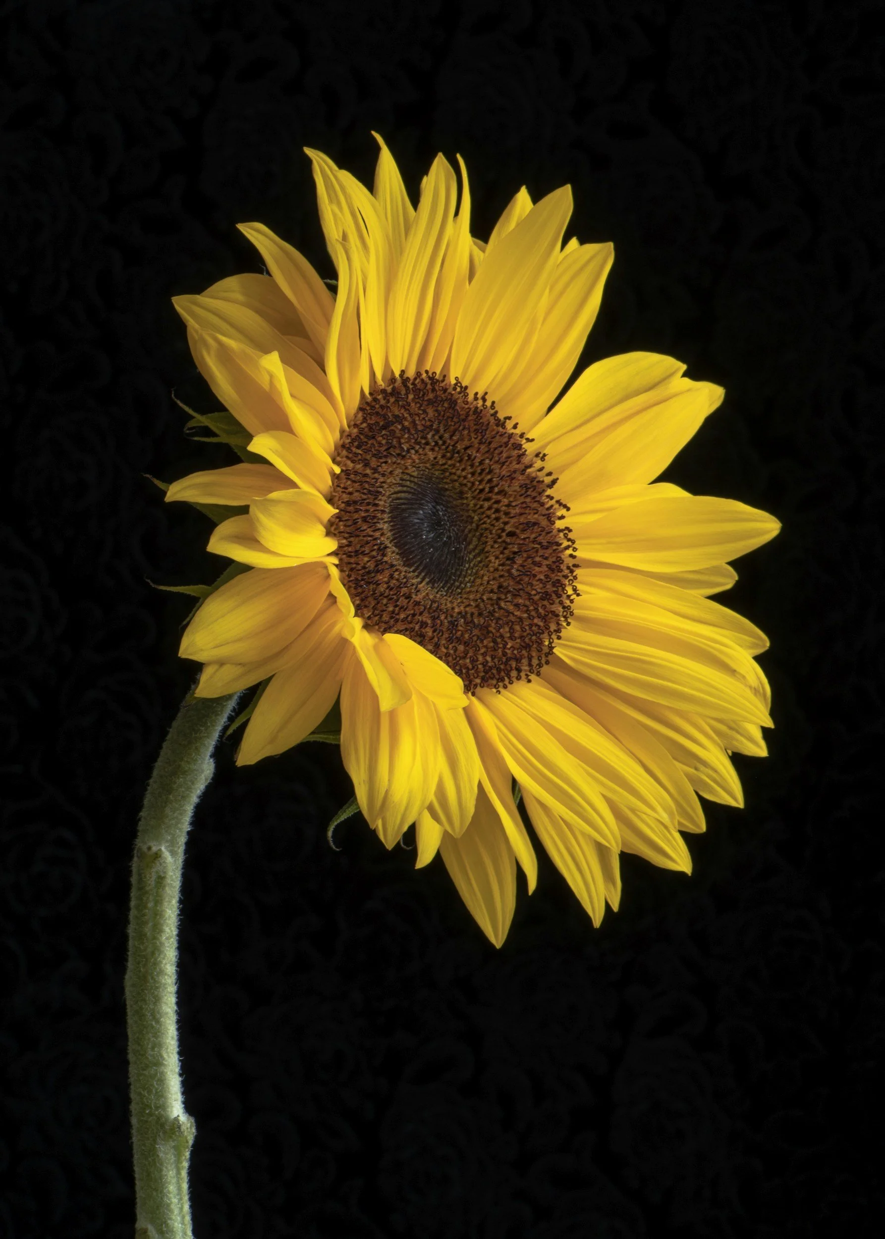 A bright yellow sunflower with a dark center, isolated on a black background.