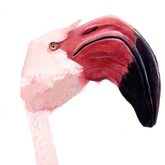 Flamingohode