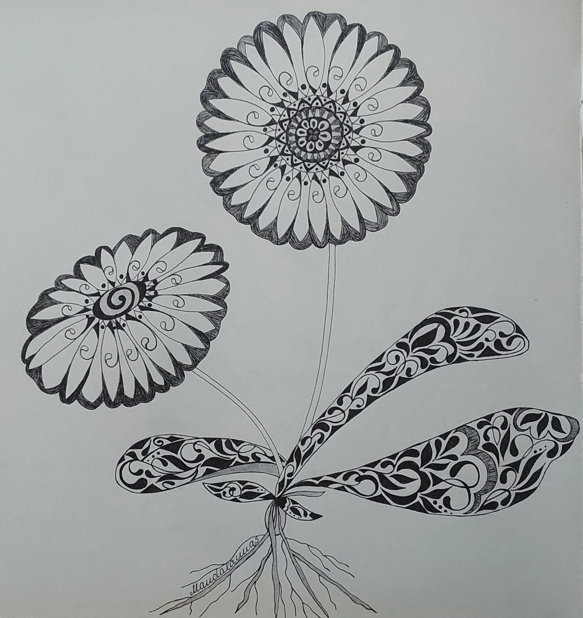 Daisies 