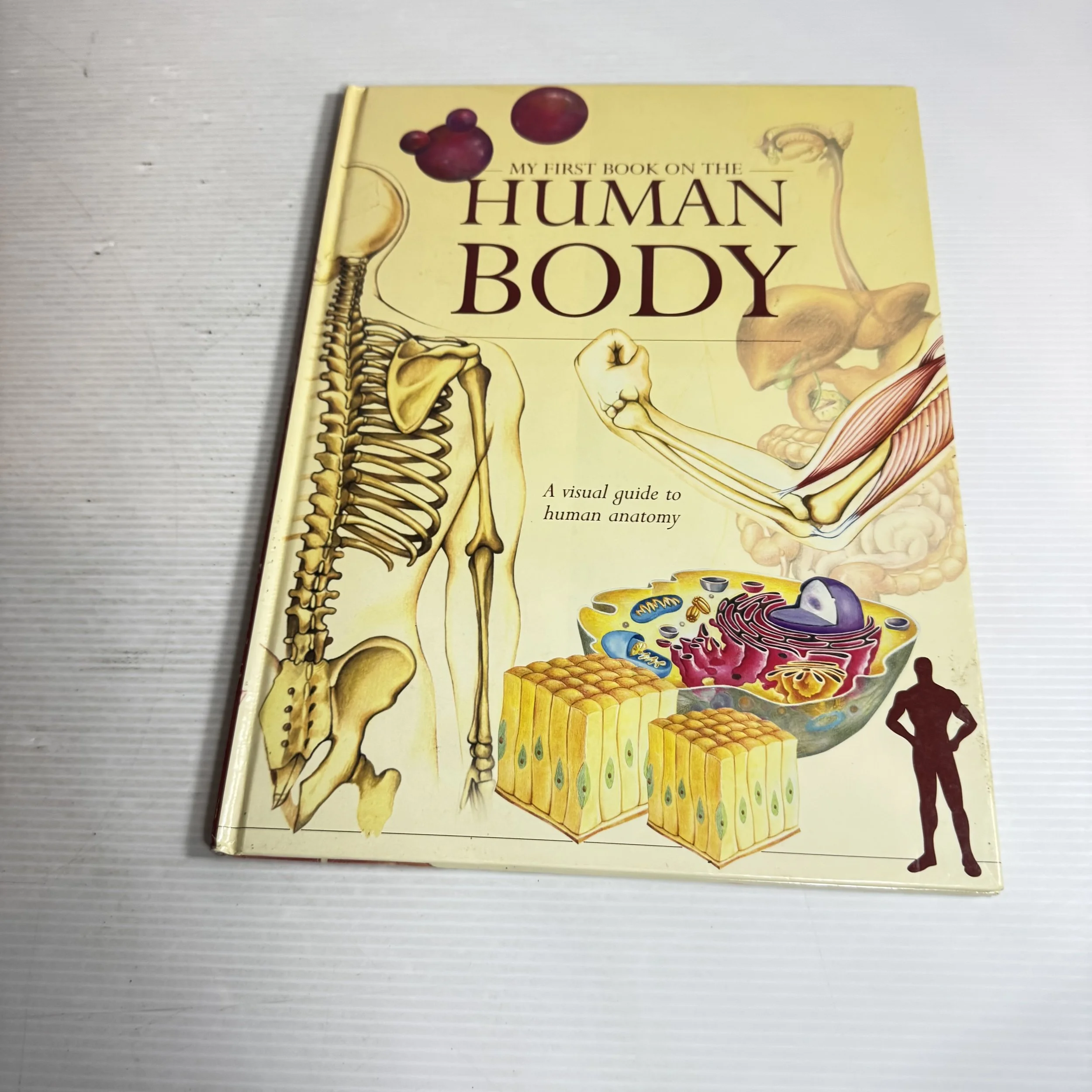 My First Book On The Human Body