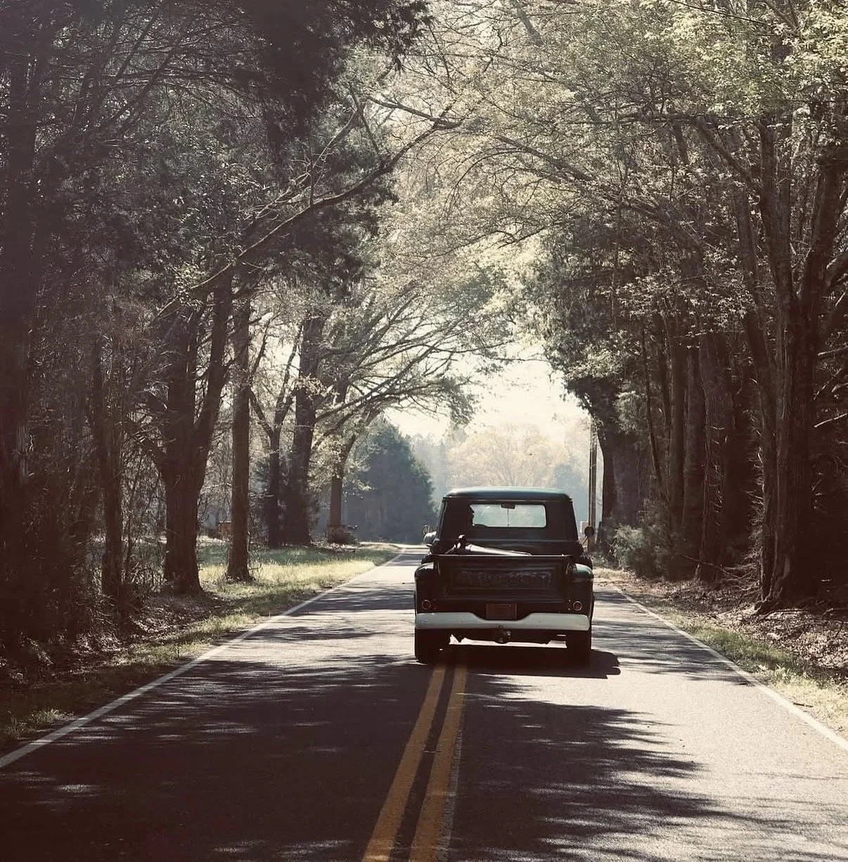 Vintage truck on a tree-lined road