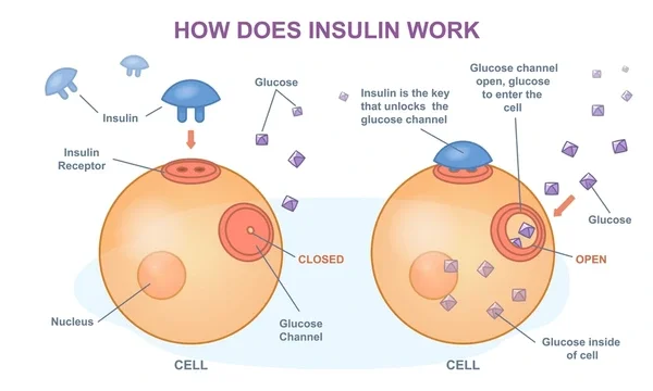 Understanding Insulin: The Hidden Hormone Behind Energy, Cravings, PMS &amp; Weight Loss Resistance