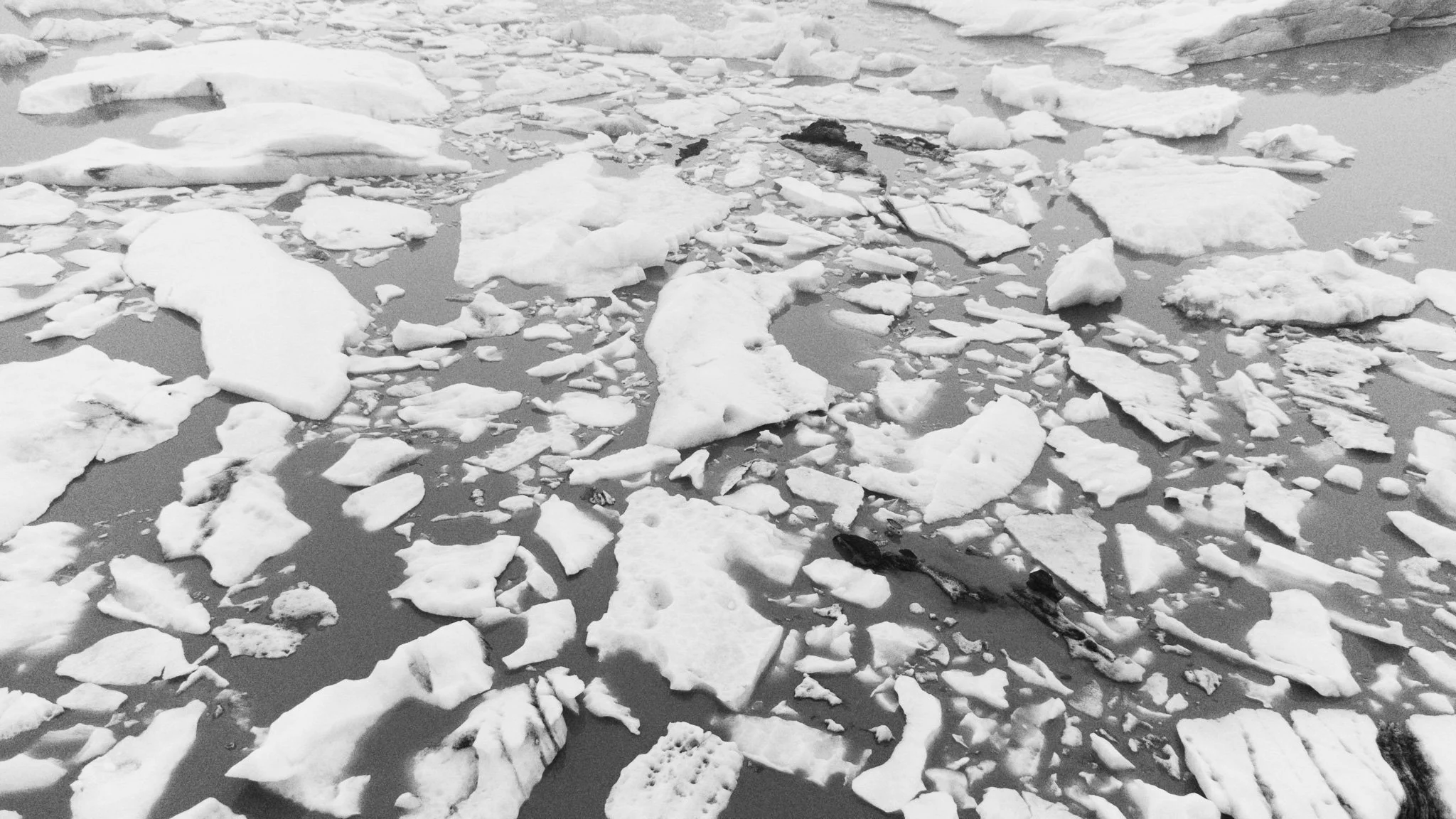 The Vanishing Life of the Arctic