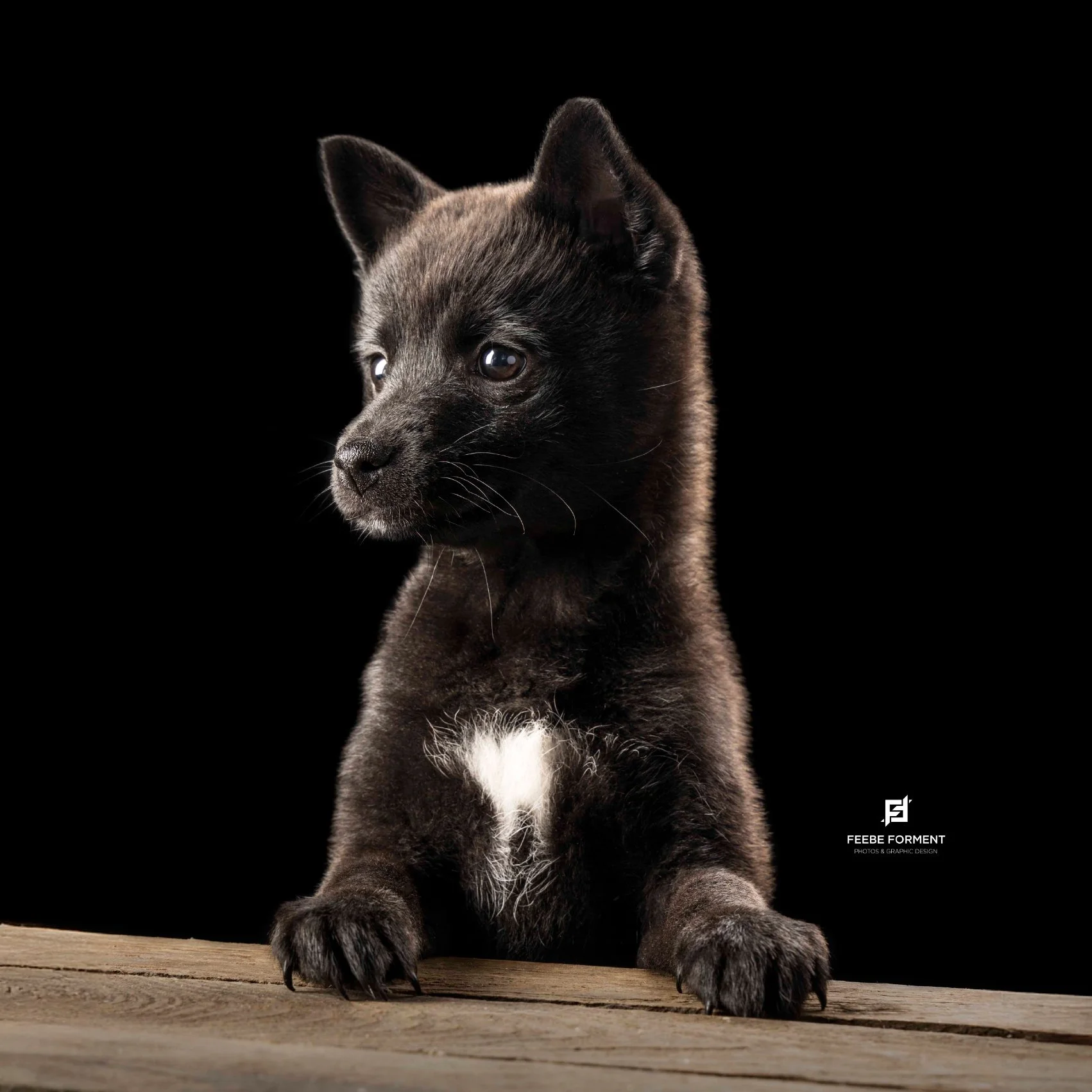 Watch Raava grow 🐾

Van kleine pup tot prachtige volwassen hond. Wat een verschil in &eacute;&eacute;n jaar tijd!�Raava kwam drie keer langs in de studio voor haar Grow Up Sessies.

Pups groeien z&oacute; snel&hellip; je kunt dit moment maar &eacute