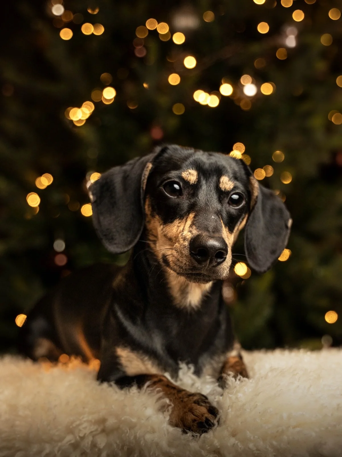 We wensen je warme feestdagen en een nieuw jaar vol momenten die je wilt koesteren. ✨

#christmas #holidays #dogphotography #dachshund #christmasshoot