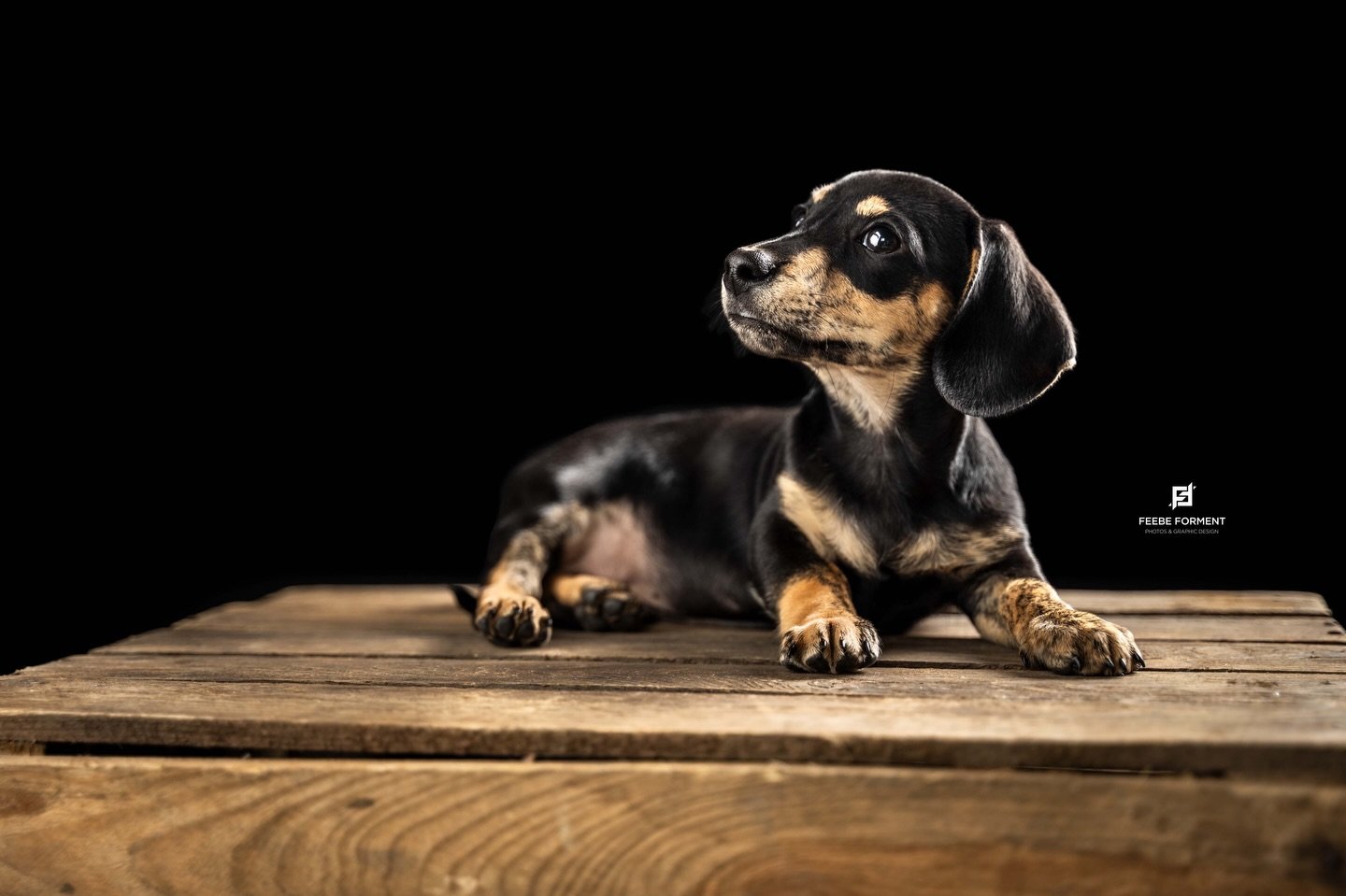 1 jaar Odie 🤍🐾
Van kleine puppy tot echte hond.

Swipe om hem te zien groeien ➡️
10 weken &bull; 6 maanden &bull; 1 jaar

Puppy grow-up reeksen zijn zo bijzonder. 
Hun uiterlijk verandert en hun persoonlijkheid wordt gevormd. 🤍

___
info@feebeform