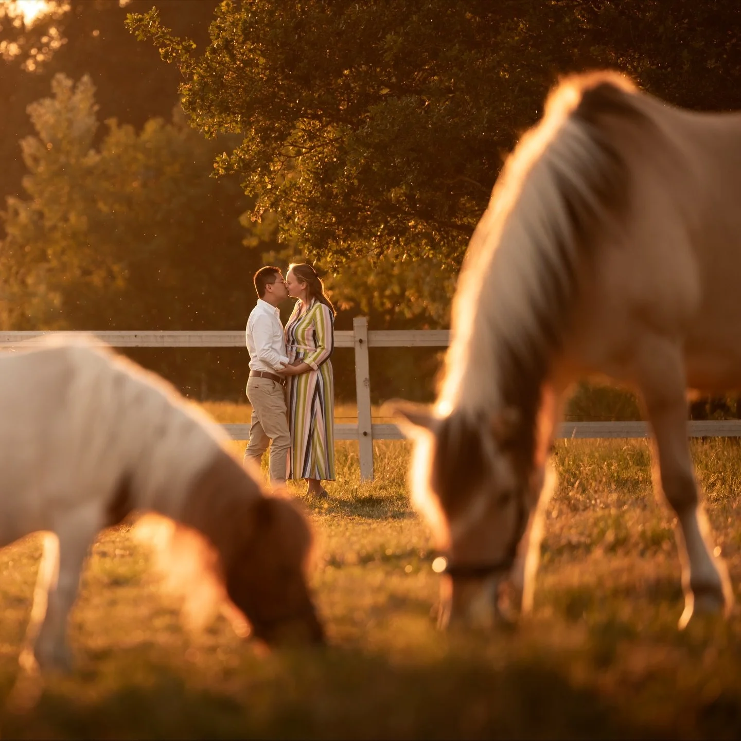 Zomerse avonden, liefde en zonsondergangen. 
 Zo&euml; en Mathio, samen met hun beestenboel, straalden tijdens deze fotoshoot. Toen een zwangerschapsaankondiging, ondertussen een prachtig gezinnetje met kleine Jules. 💛

Ik kan niet wachten om weer z