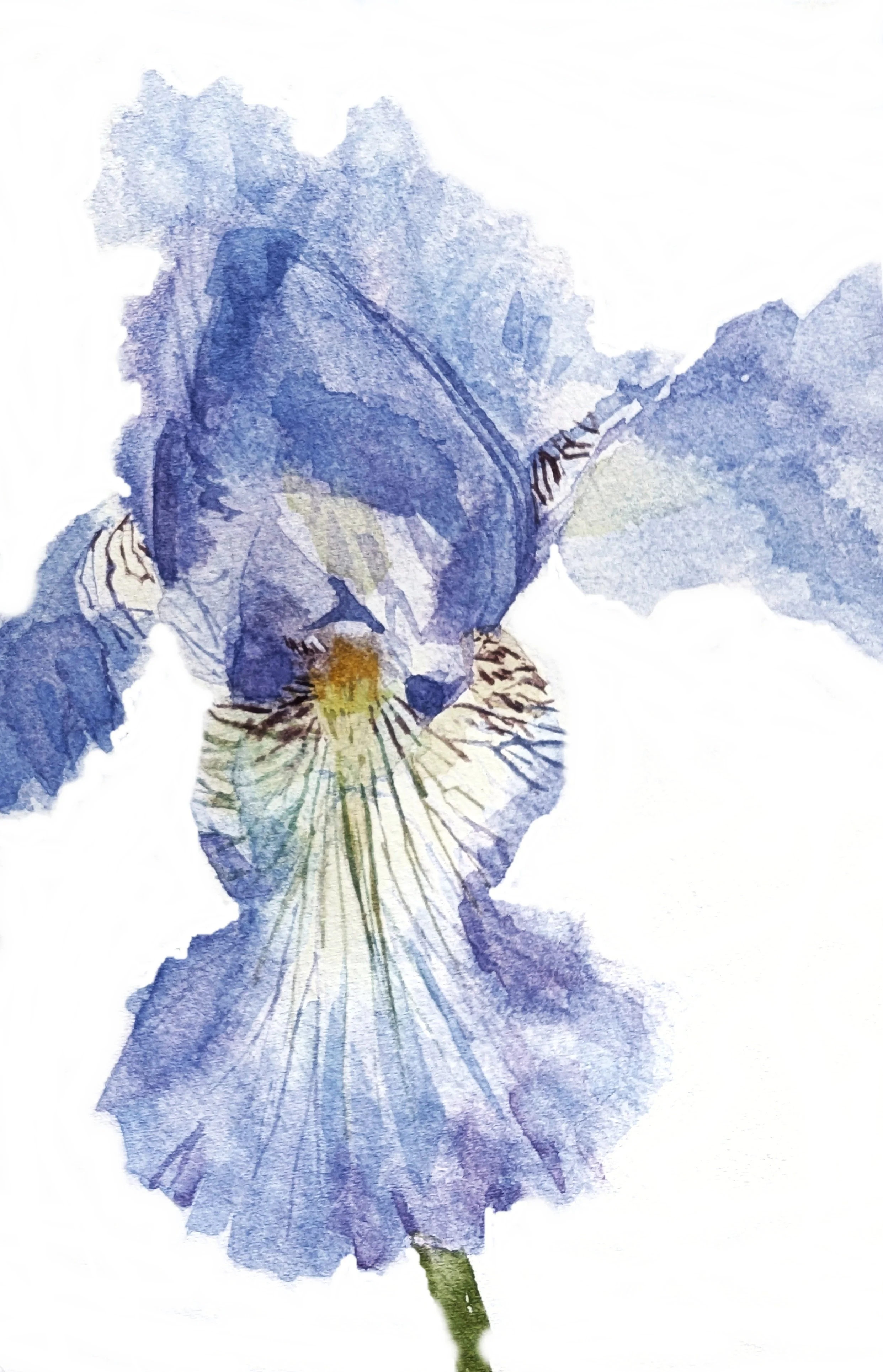 Iris white bkgrd.jpg