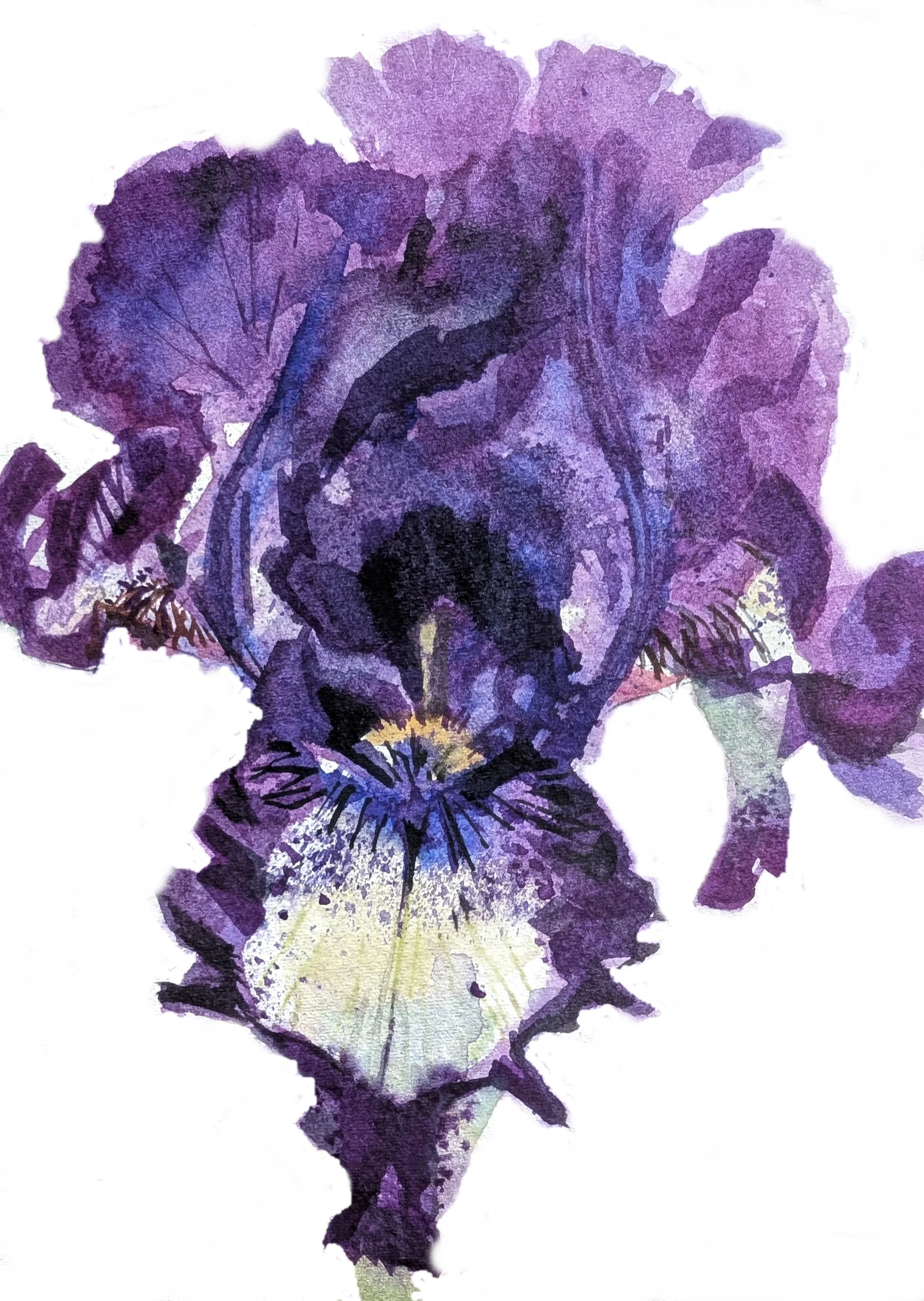 Iris 2 white bkgrd.jpg