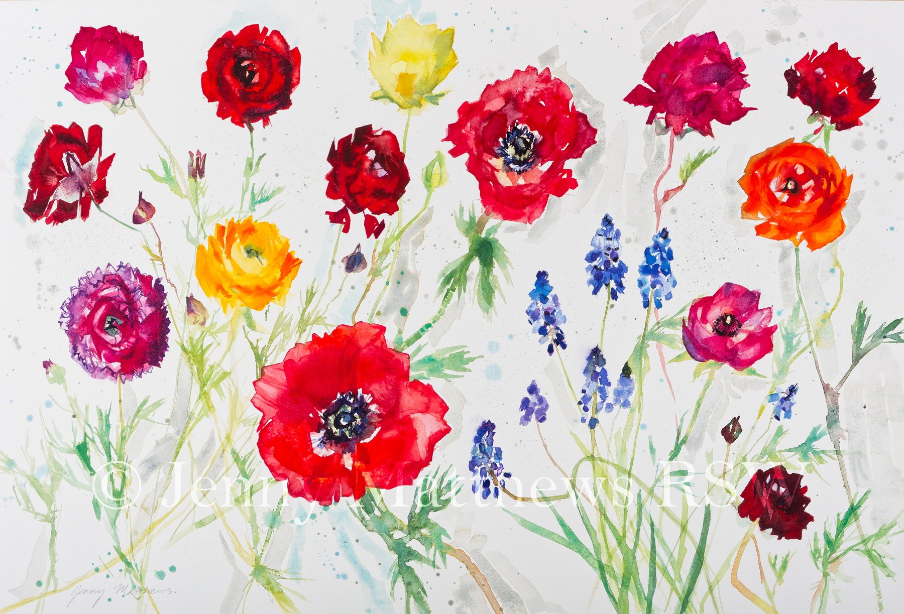 Ranunculus and Anemones