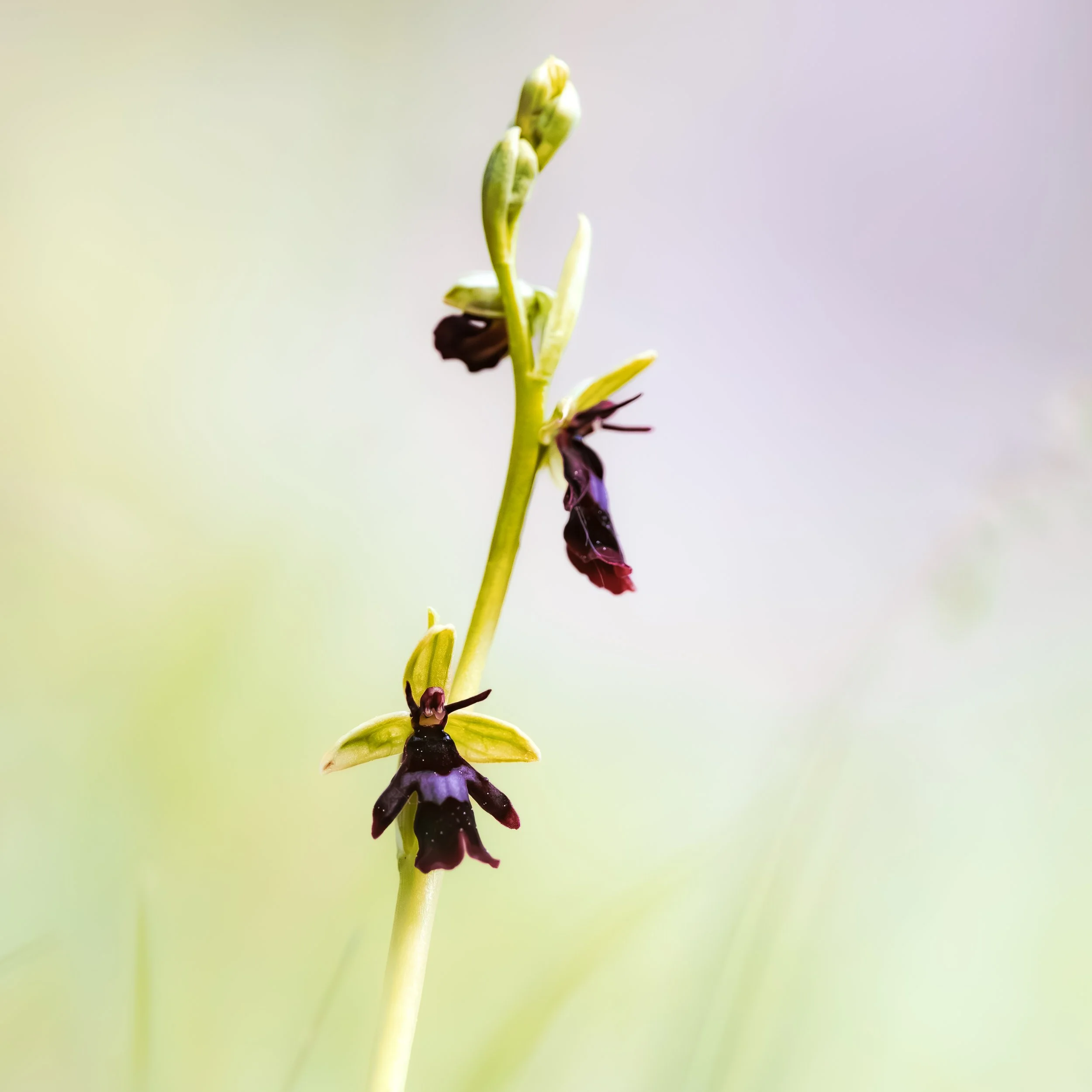 Entdecke Wilde Orchideen