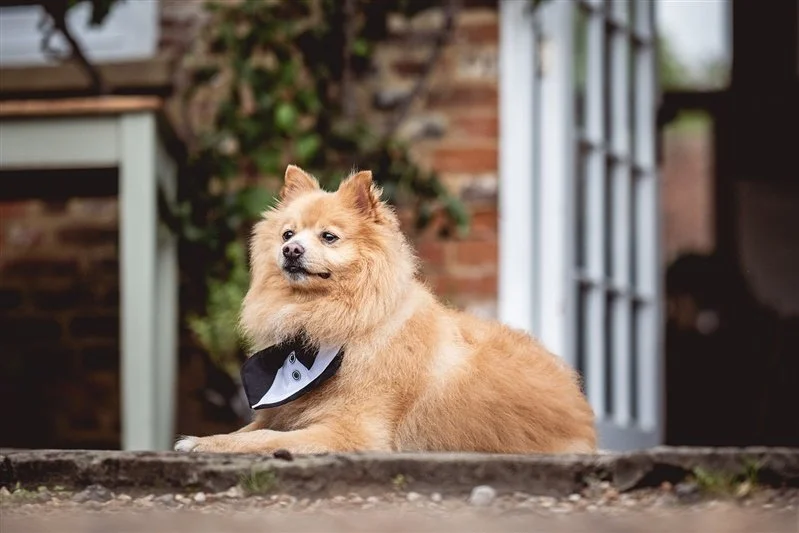 Bride and grooms dog at The Secret Garden - Ashford - Kent