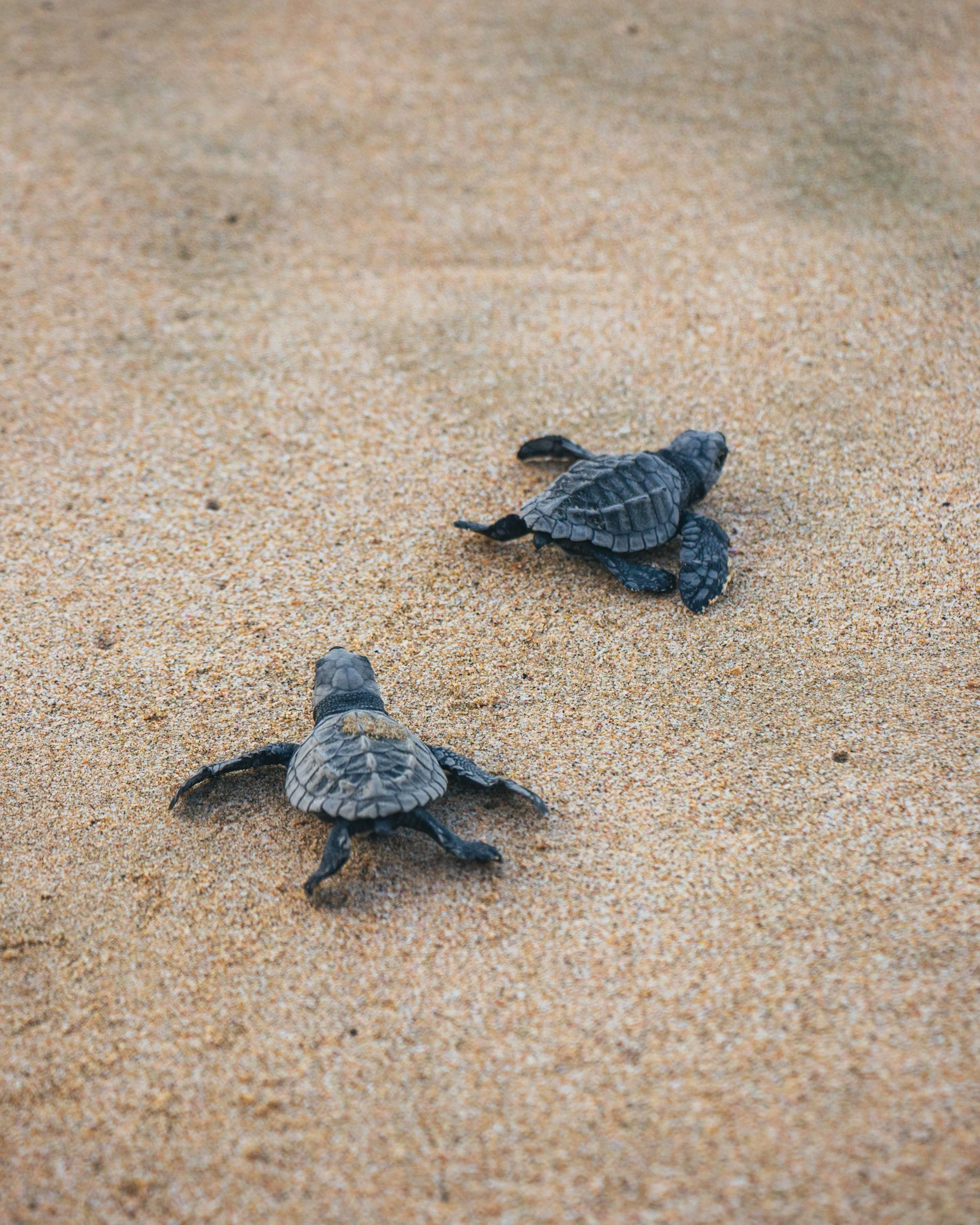 Two baby sea turtles crawling on sandy beach.