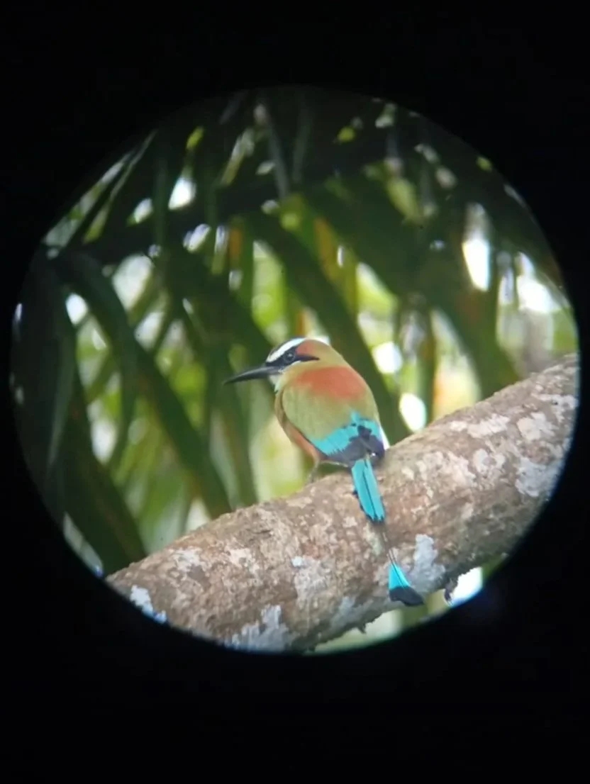 Bird Watching Jaco Beach 