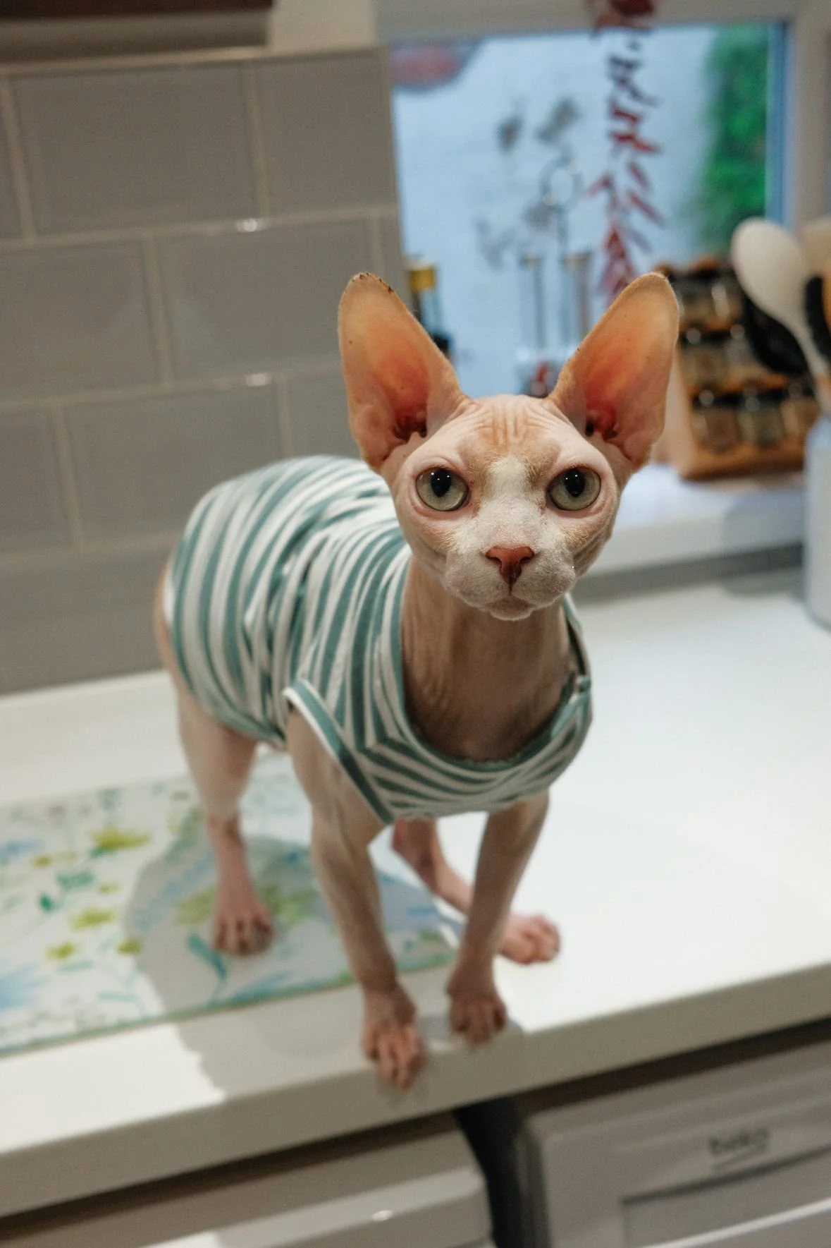 WhatsApp Image 2026-01-22 at 18.10.20.jpeg