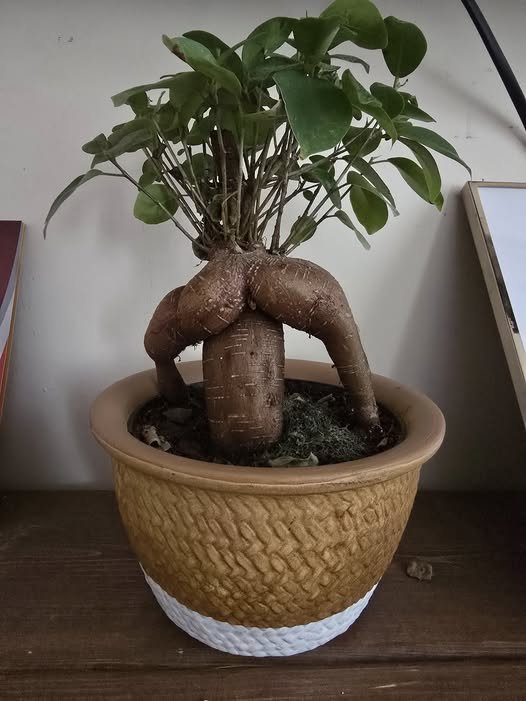 MANDINGO TREE
