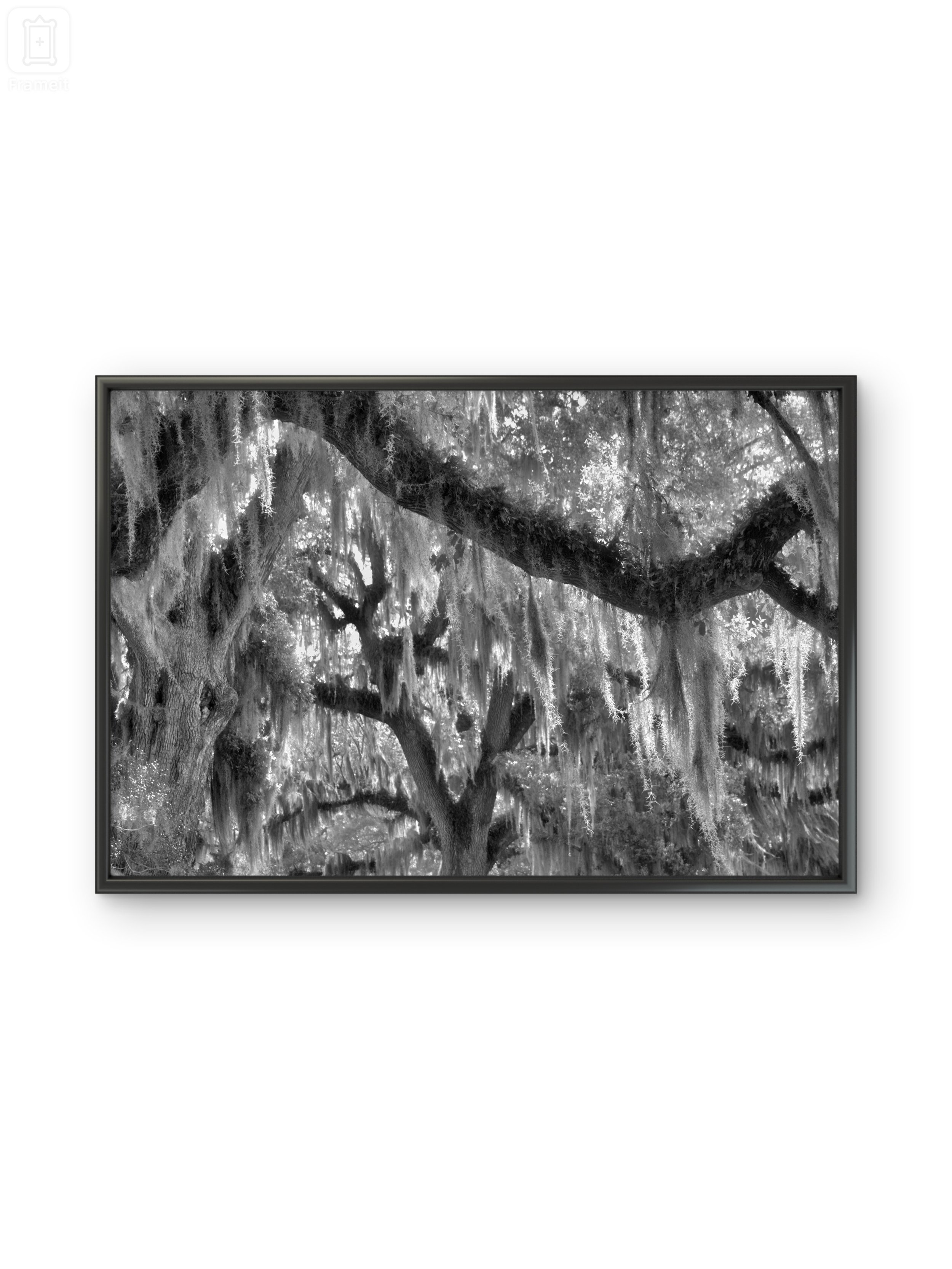Tree Branches Black & White Framed.jpg