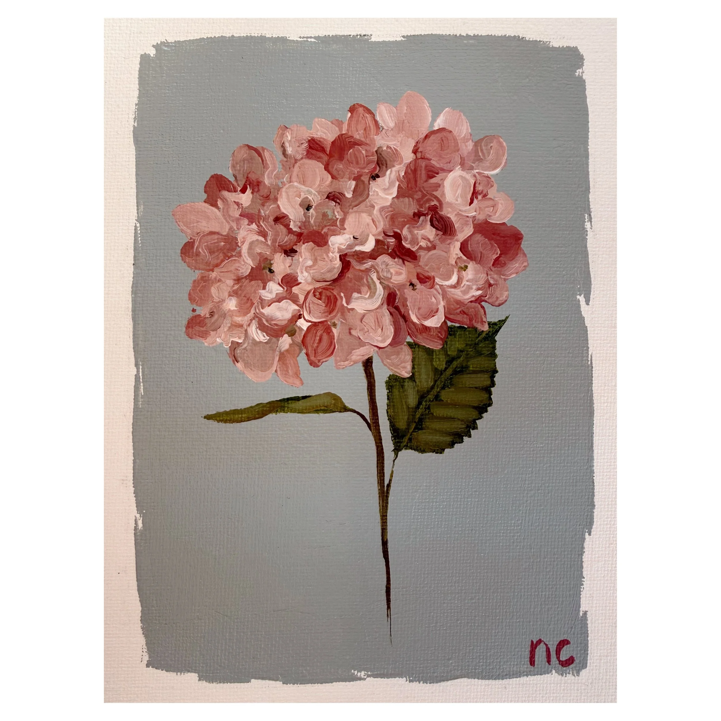 Antique blush pink hydrangea