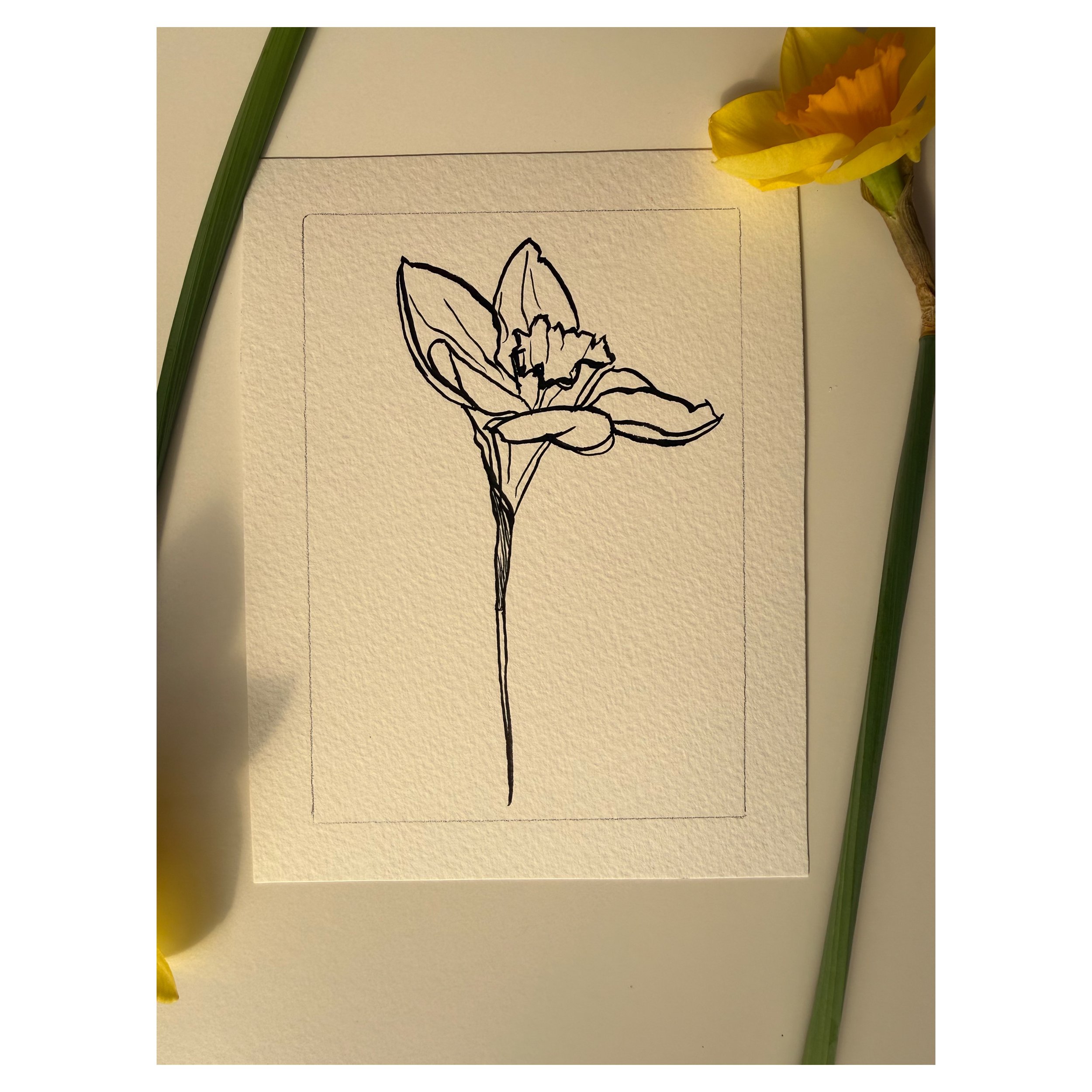Daffodil #1