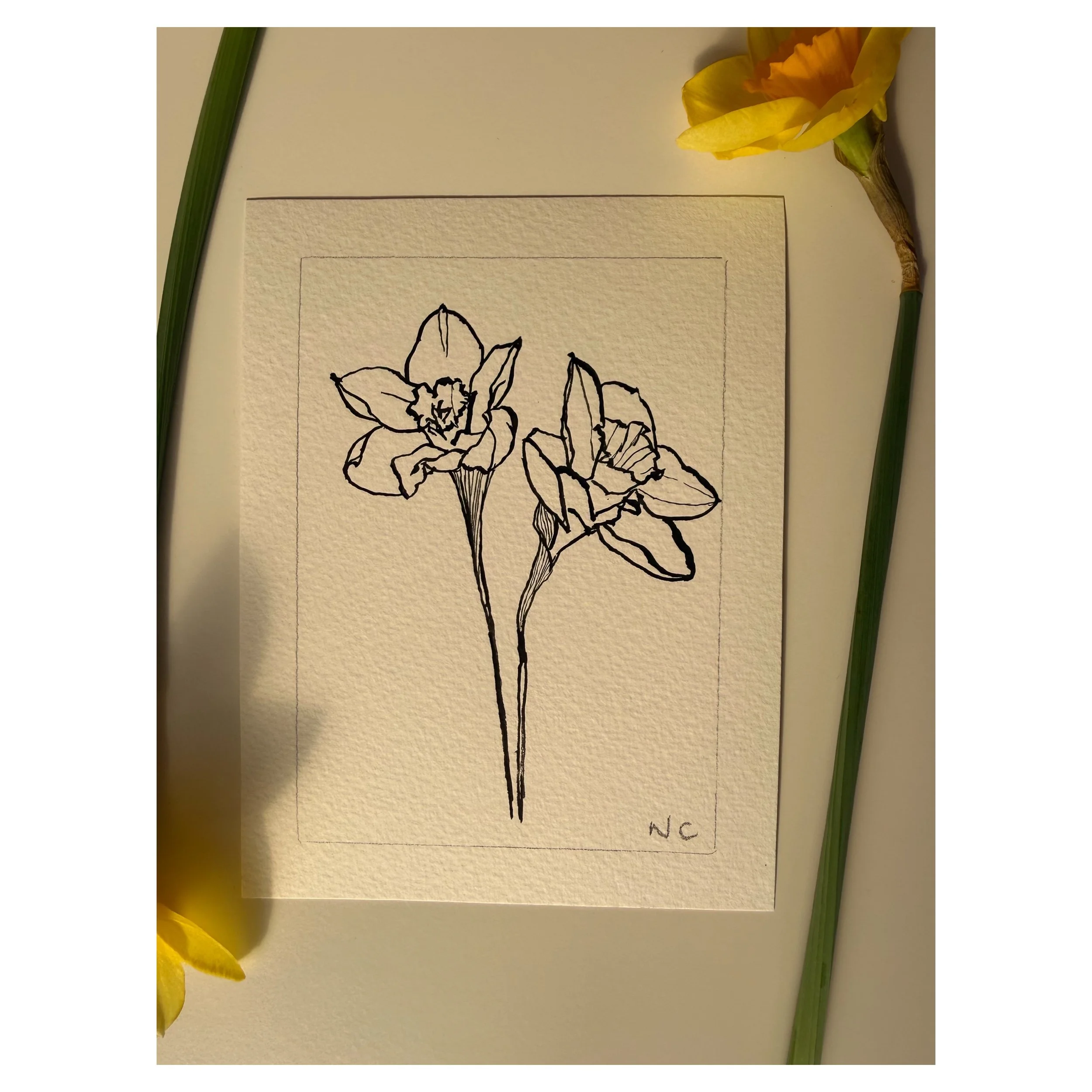 Daffodil #2