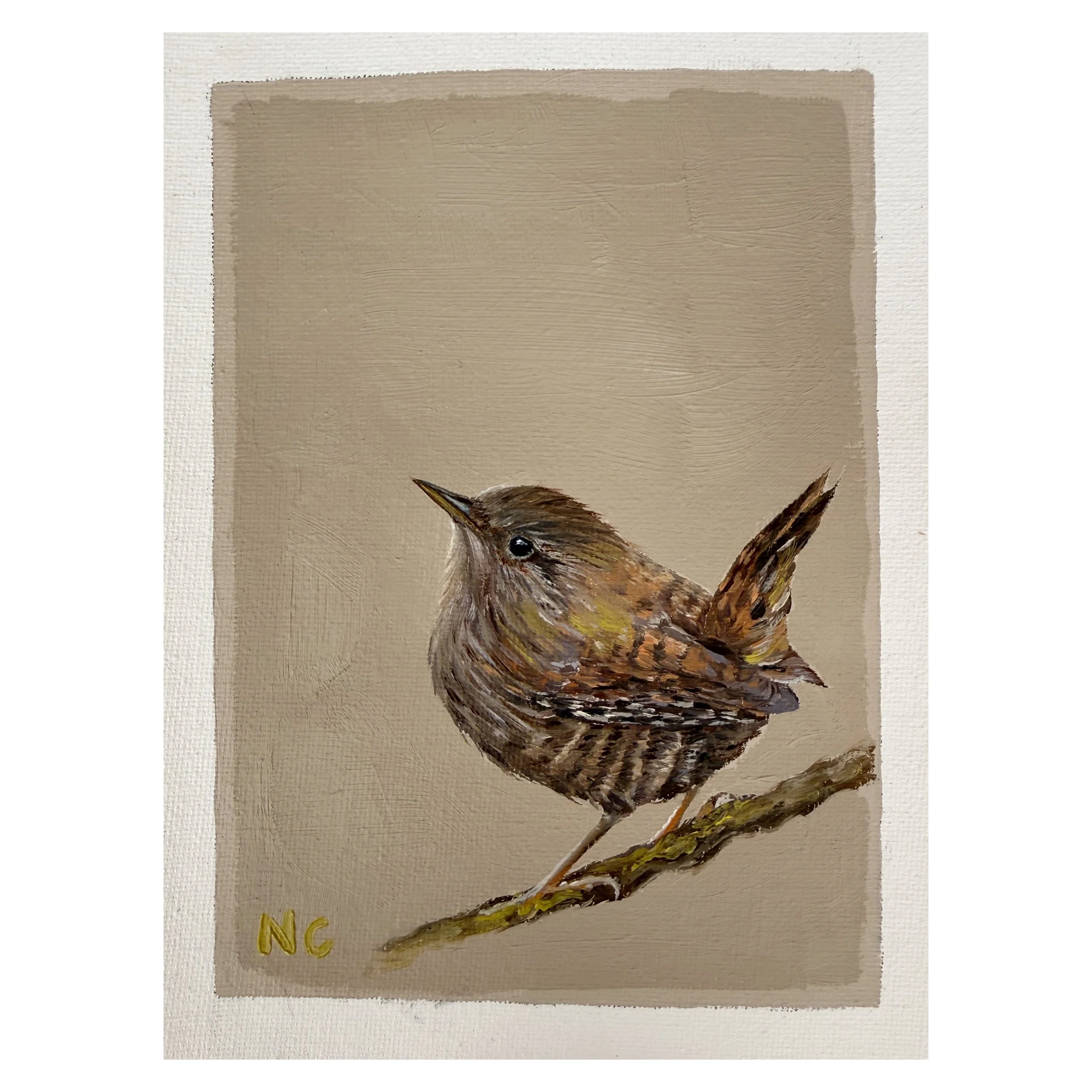 Taupe Wren