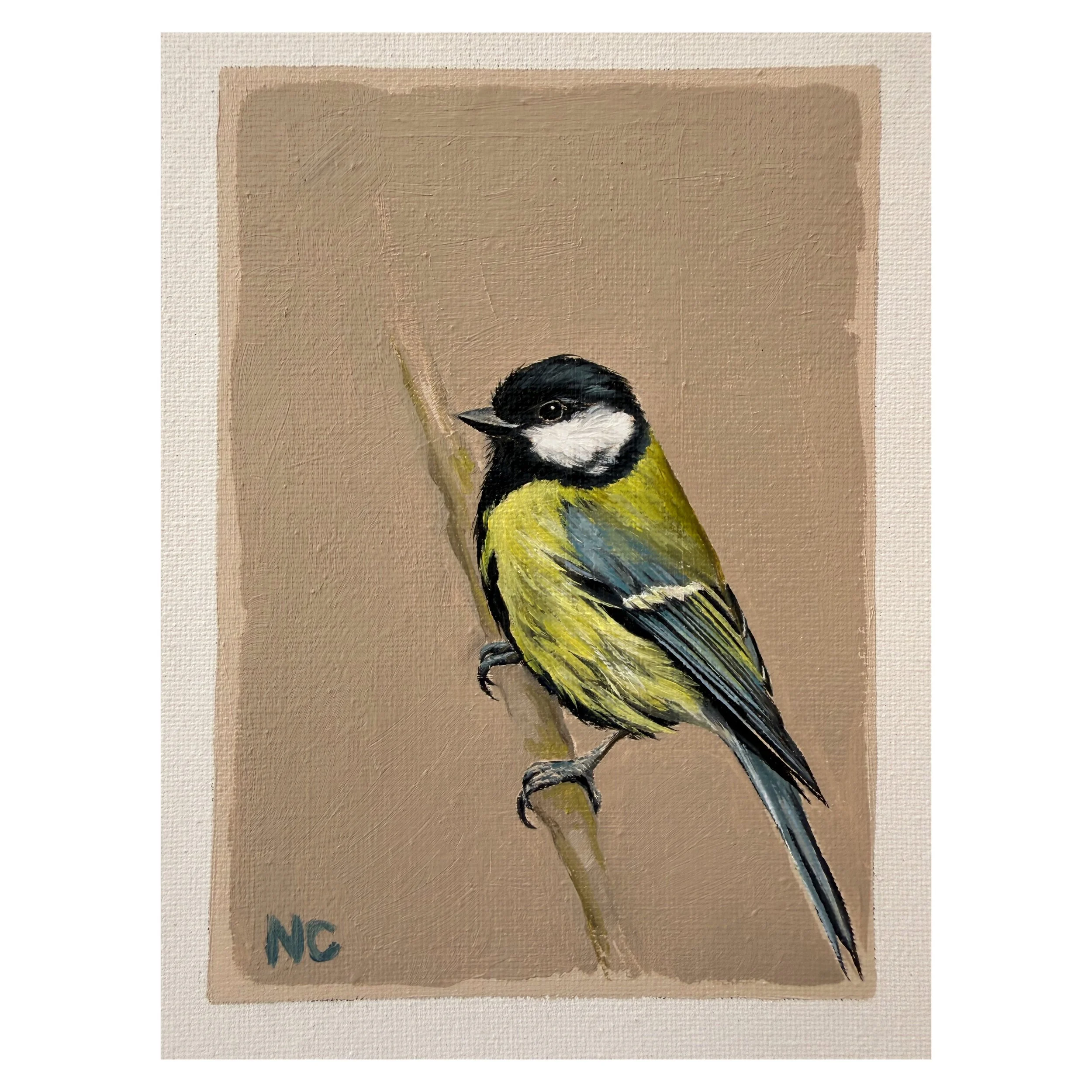 Great tit