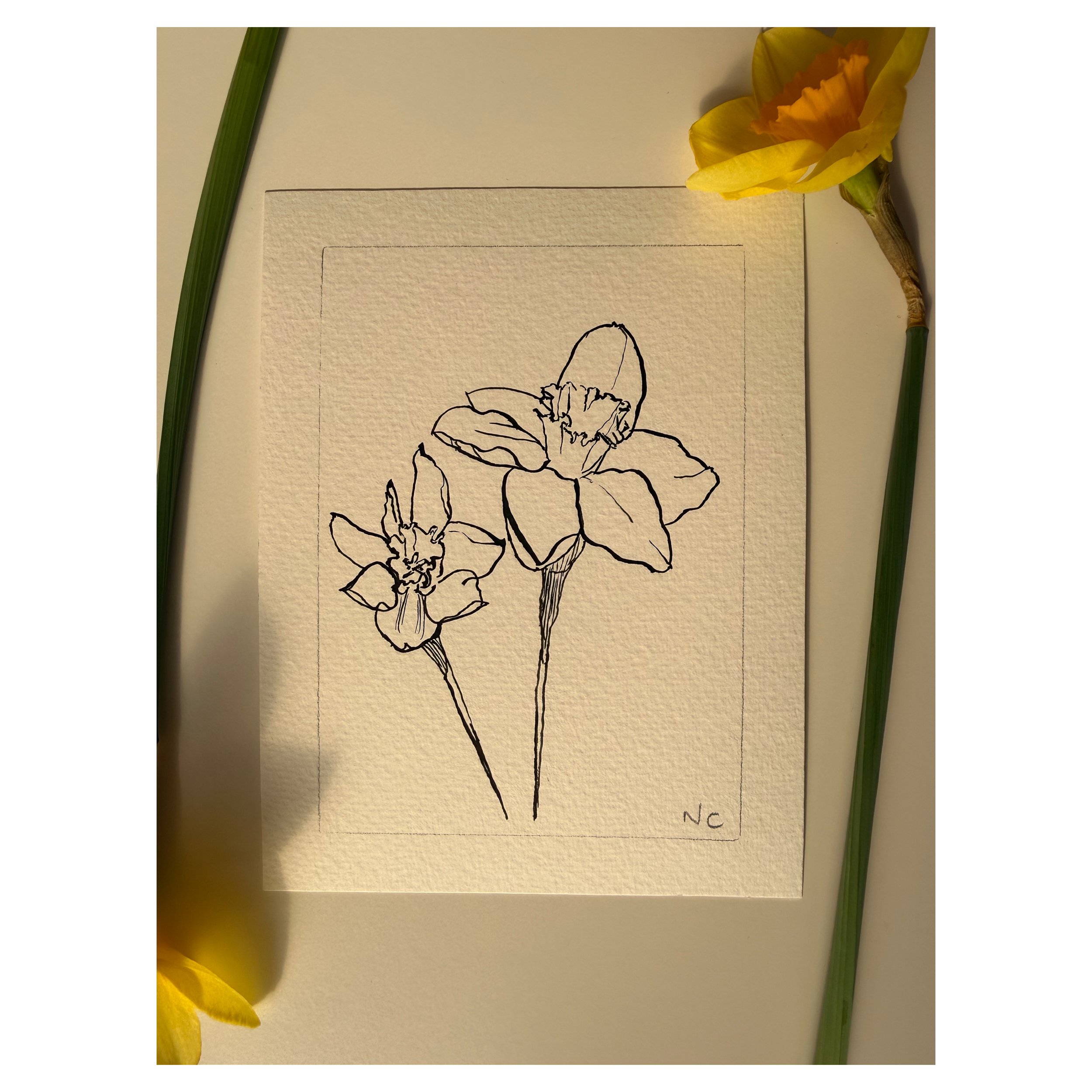 Daffodil #5