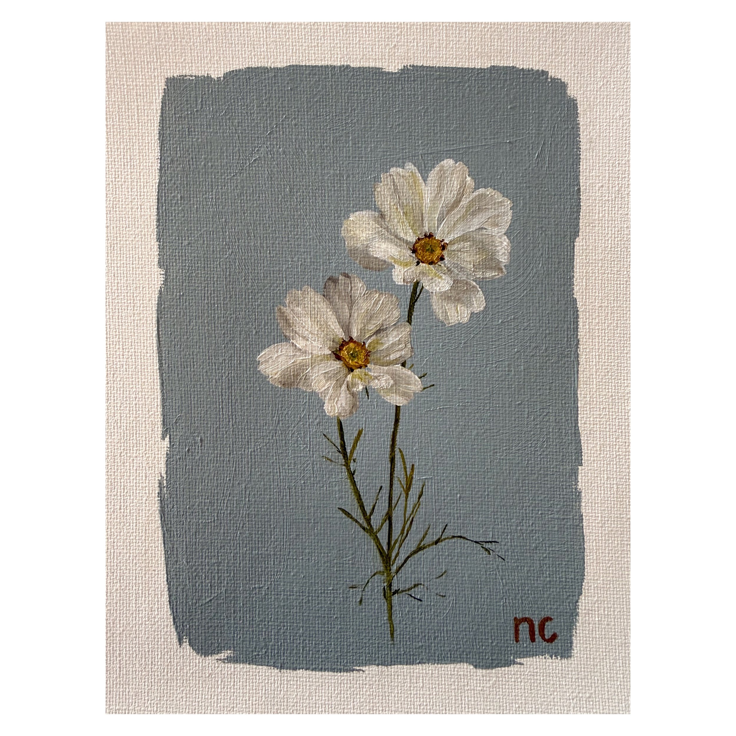 White Cosmos