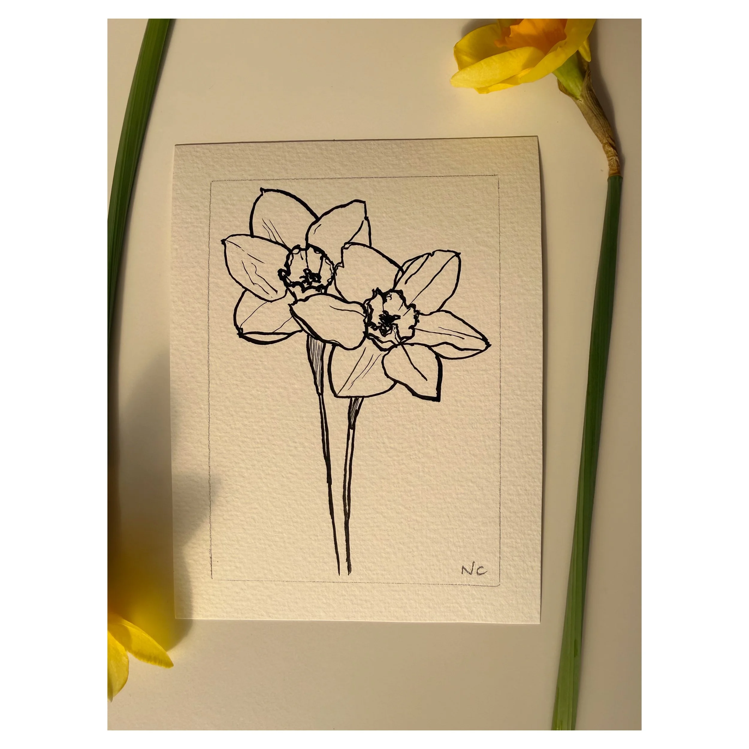 Daffodil #4