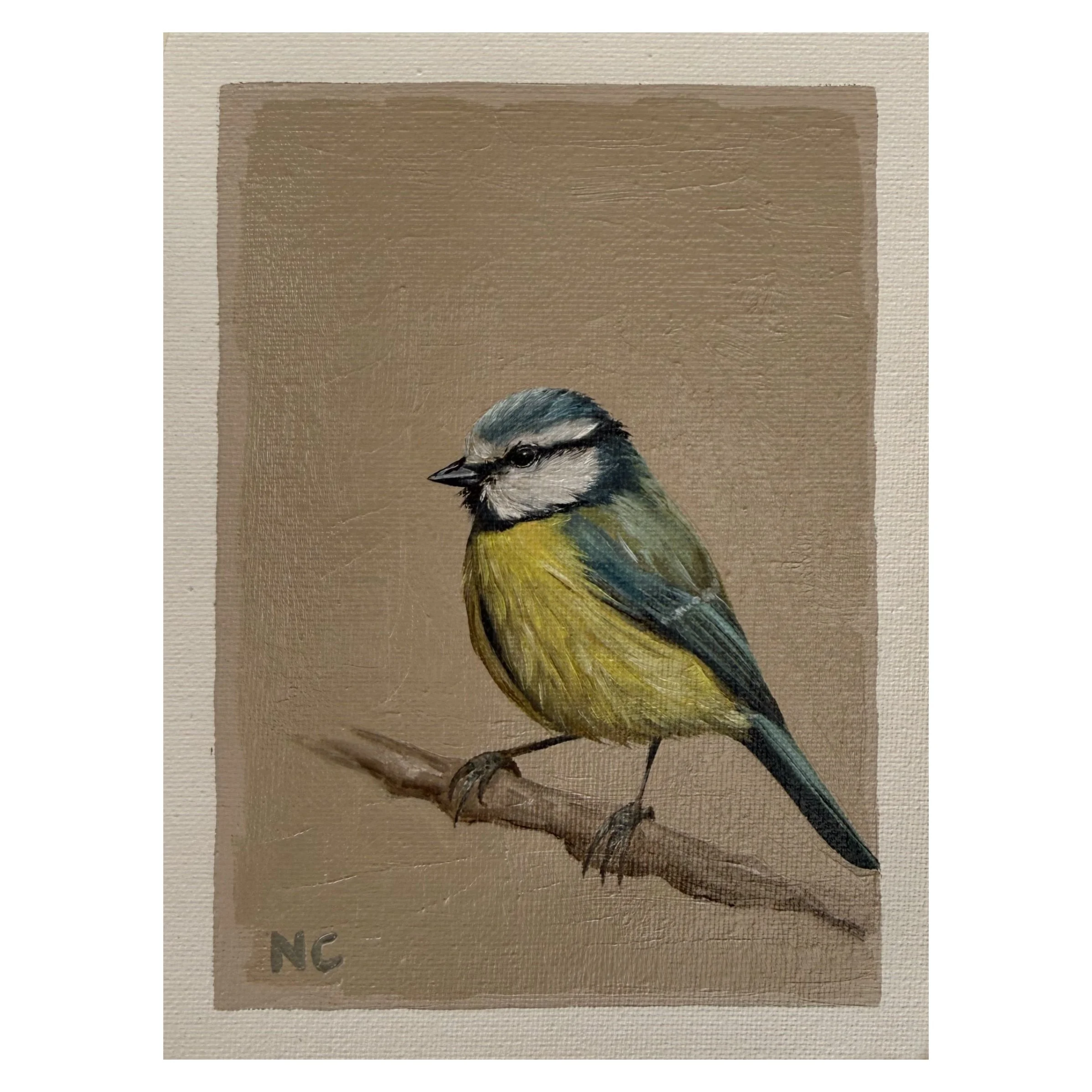 Blue Tit