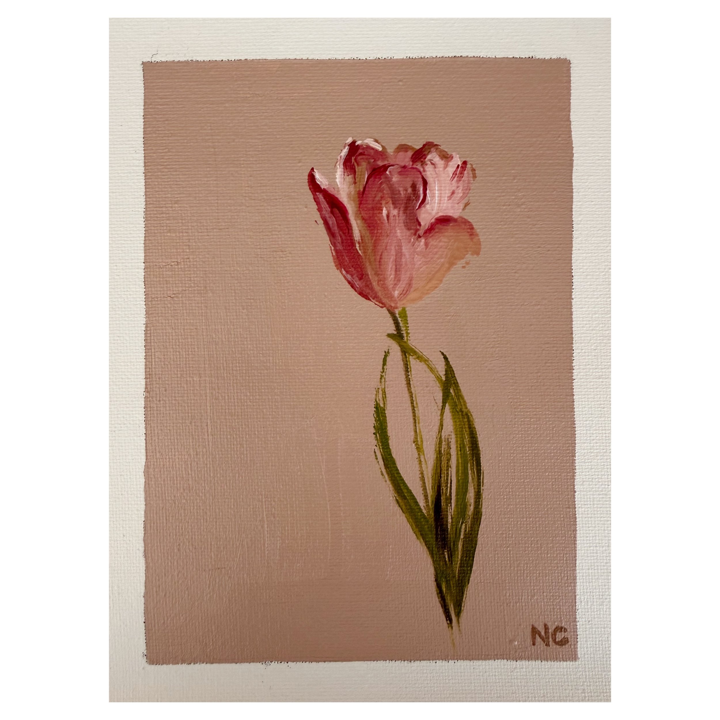 Pink Tulip