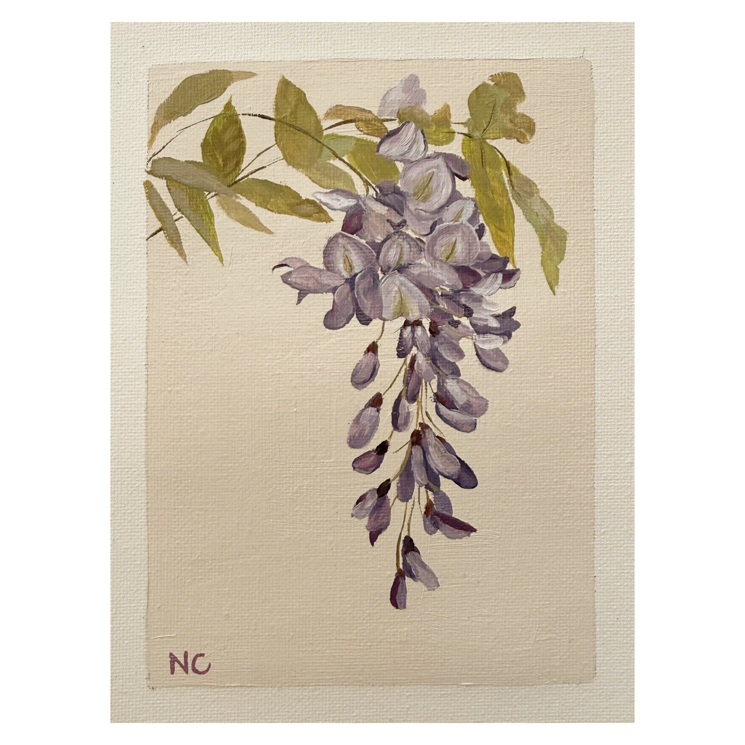 Wisteria