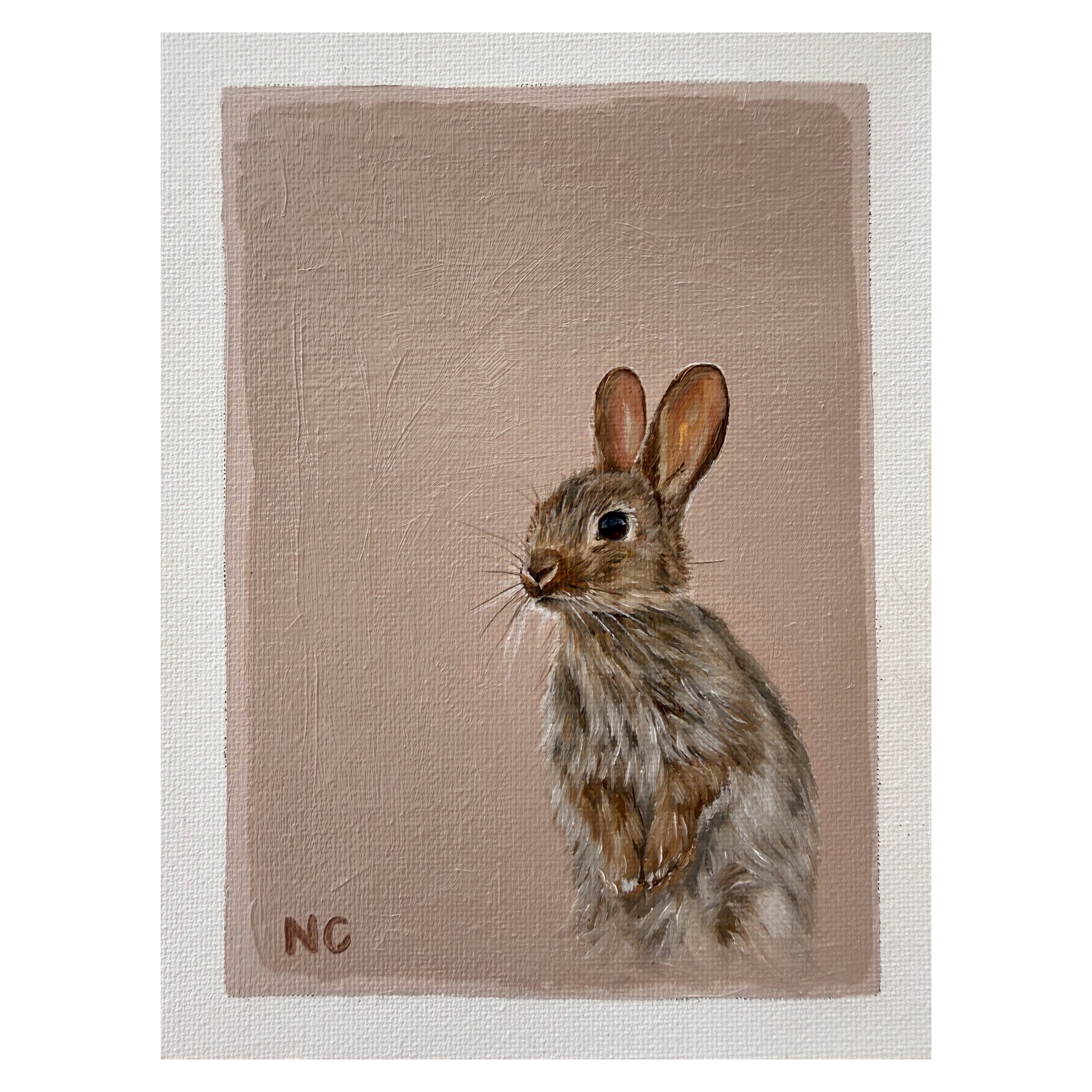 Cottontail